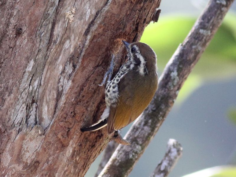 Speckled Piculet.jpg