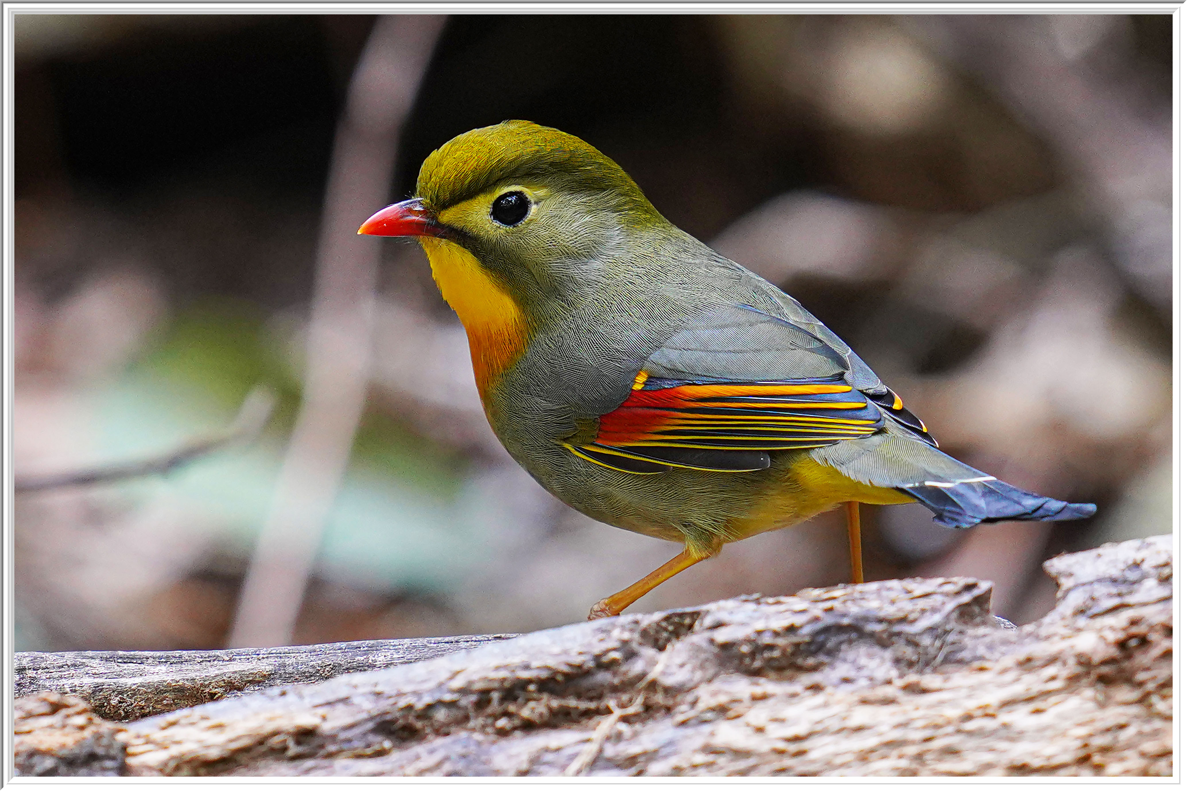 紅嘴相思 (Red-billed Leiothrix) - 1.jpg