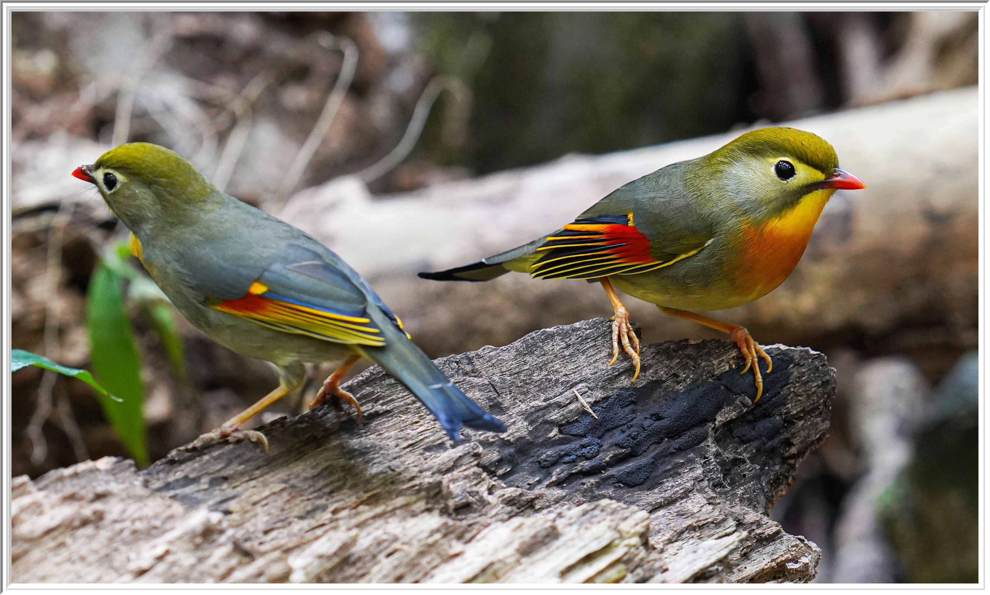 紅嘴相思 (Red-billed Leiothrix) - 4.jpg