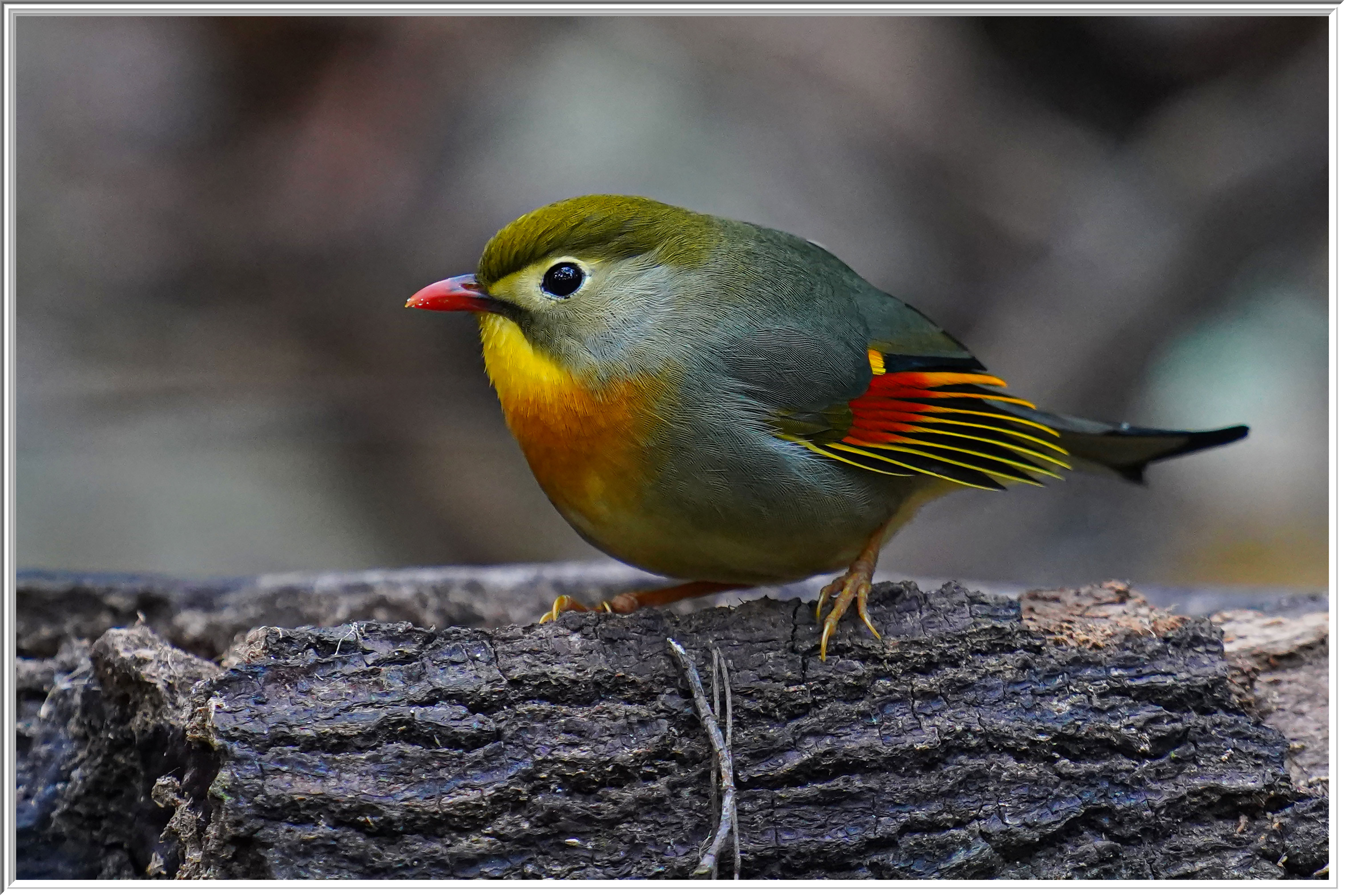 紅嘴相思 (Red-billed Leiothrix) - 5.jpg