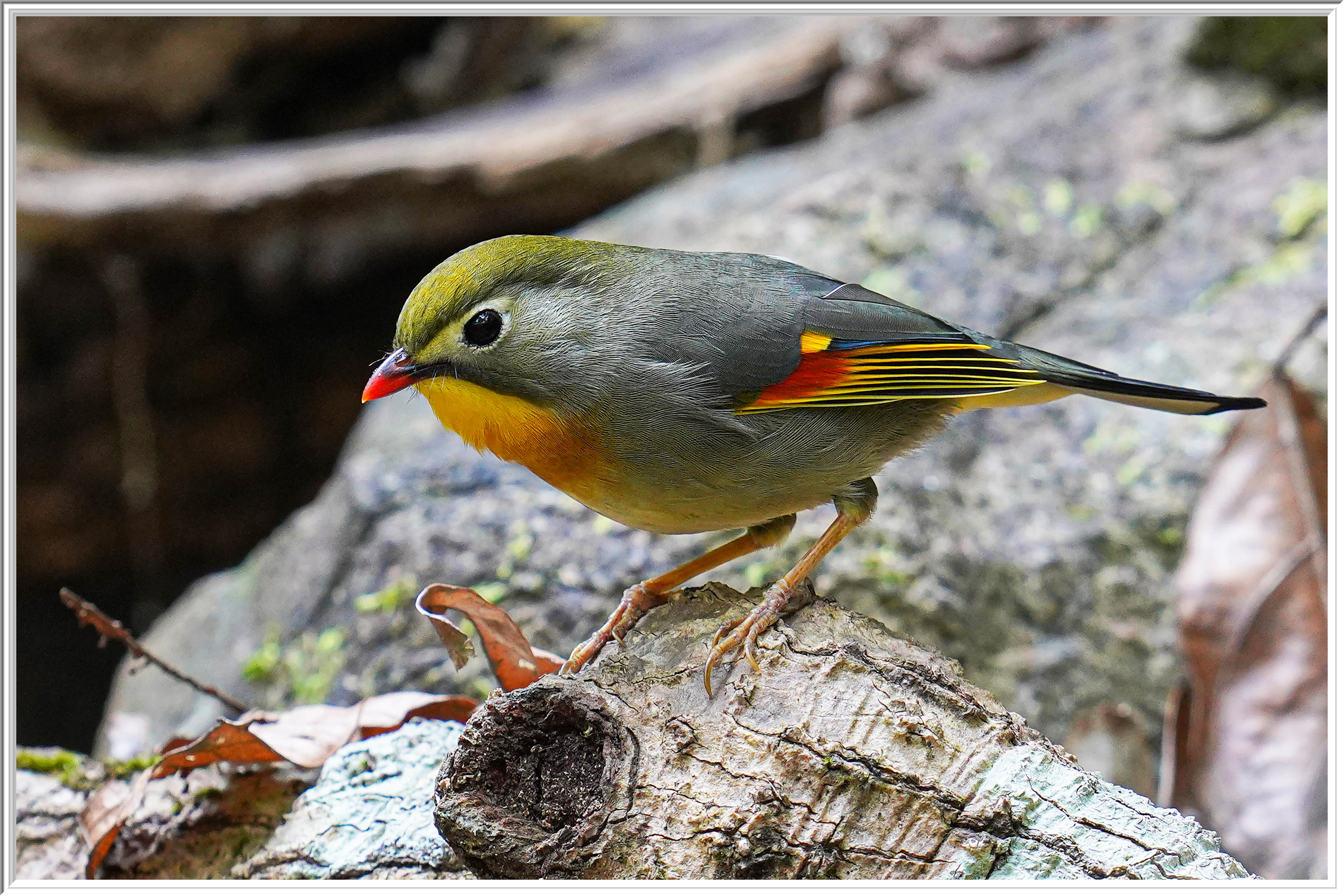 紅嘴相思 (Red-billed Leiothrix) - 2.jpg