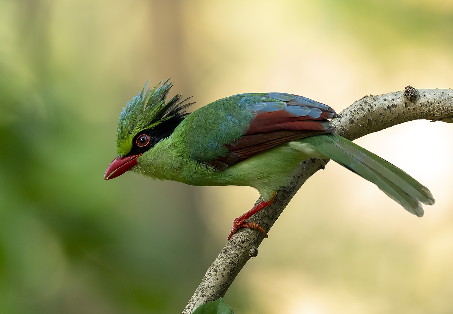 Indochinese Green Magpie DSC00557.jpg