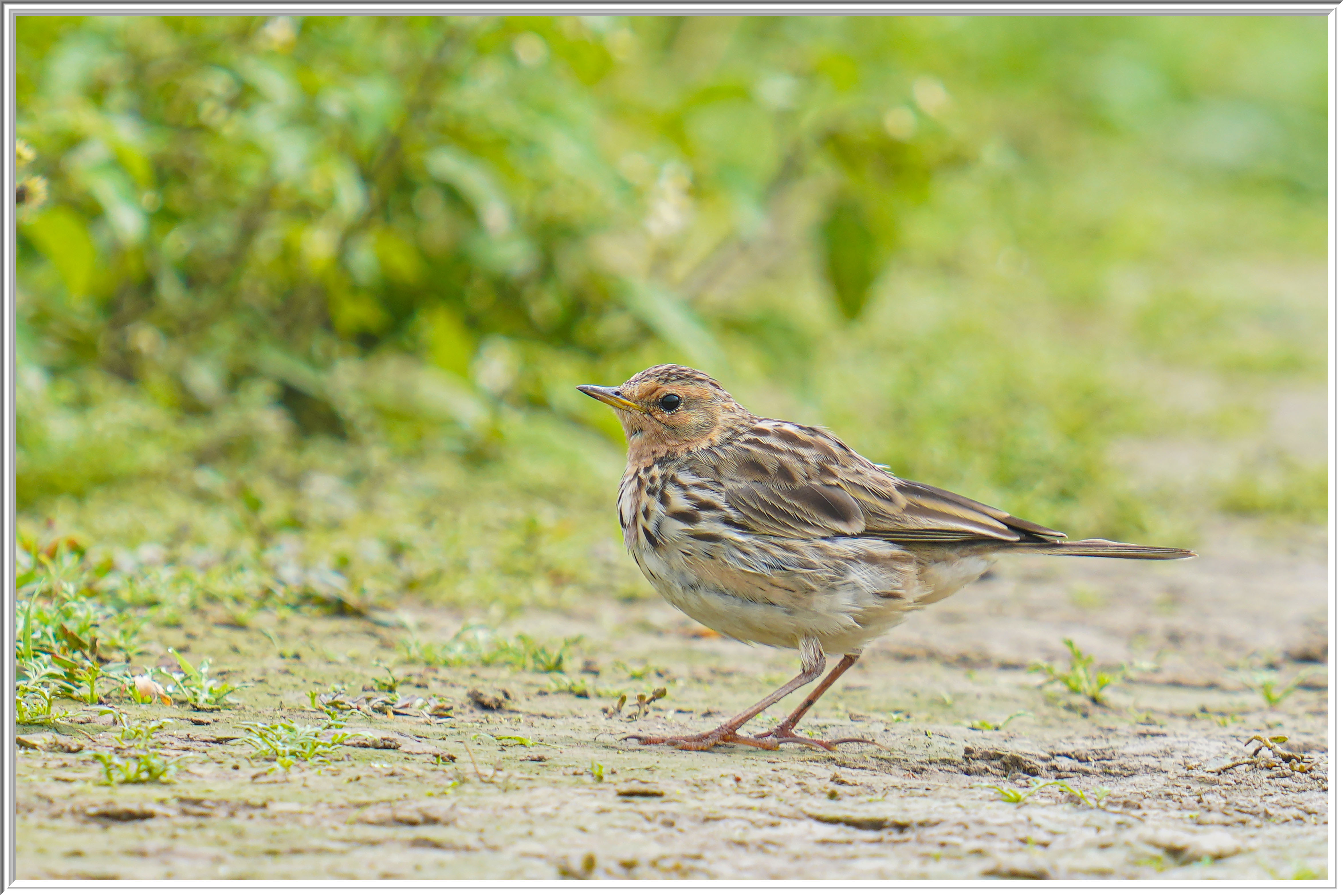 紅喉鷚 (Red-throated Pipit).jpg