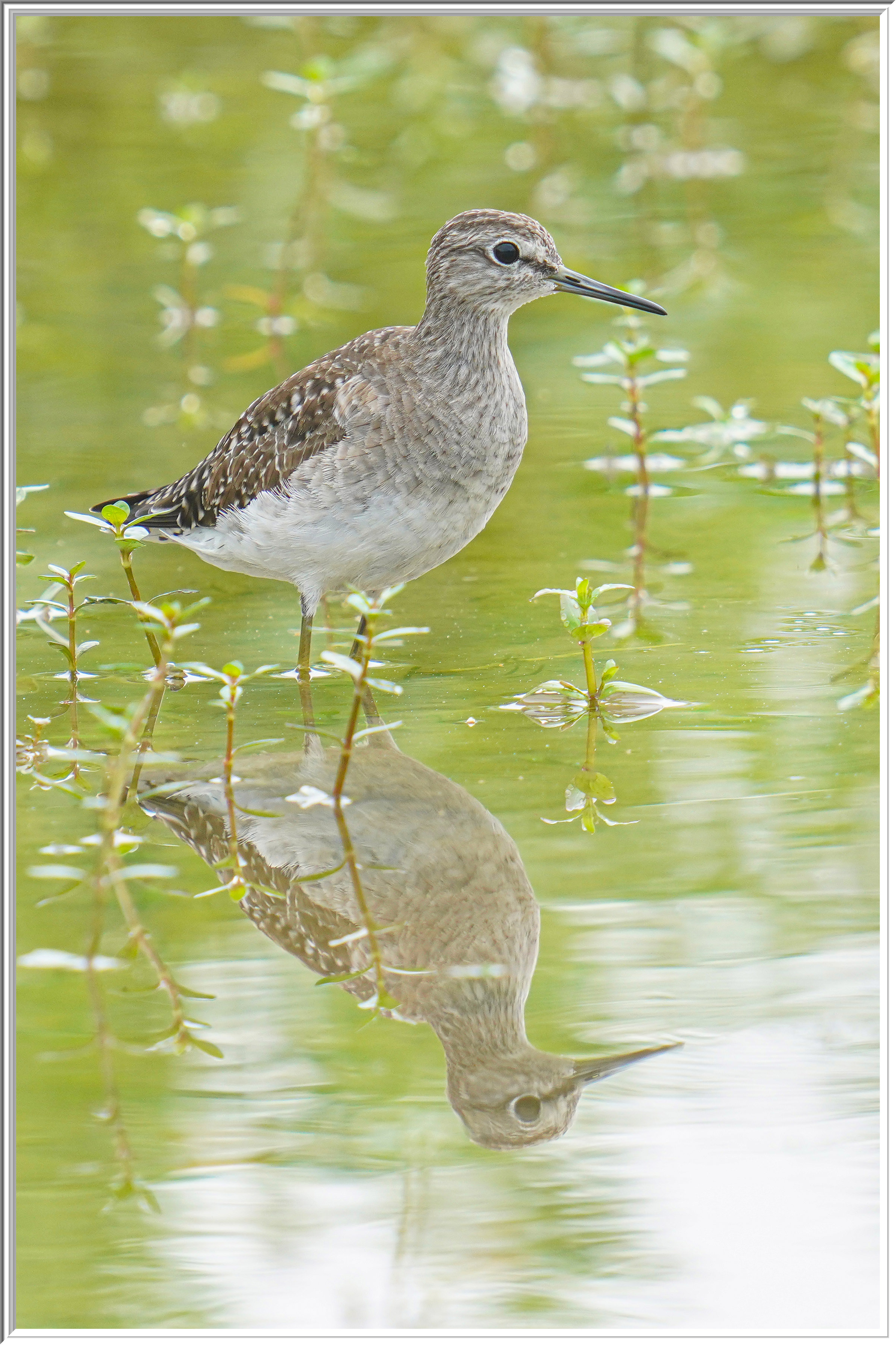 林鷸 (Wood Sandpiper) - 1.jpg