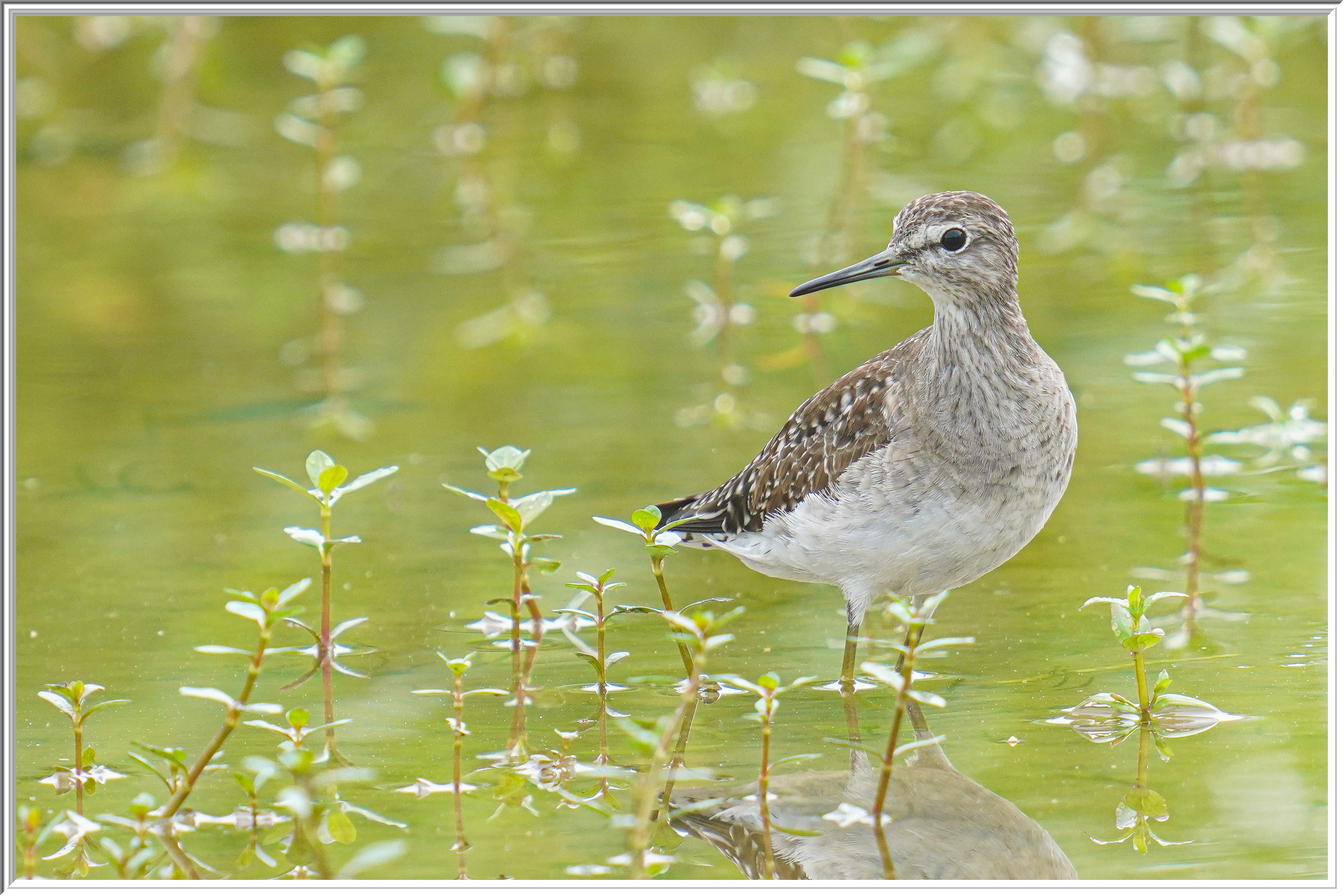 林鷸 (Wood Sandpiper) - 2.jpg