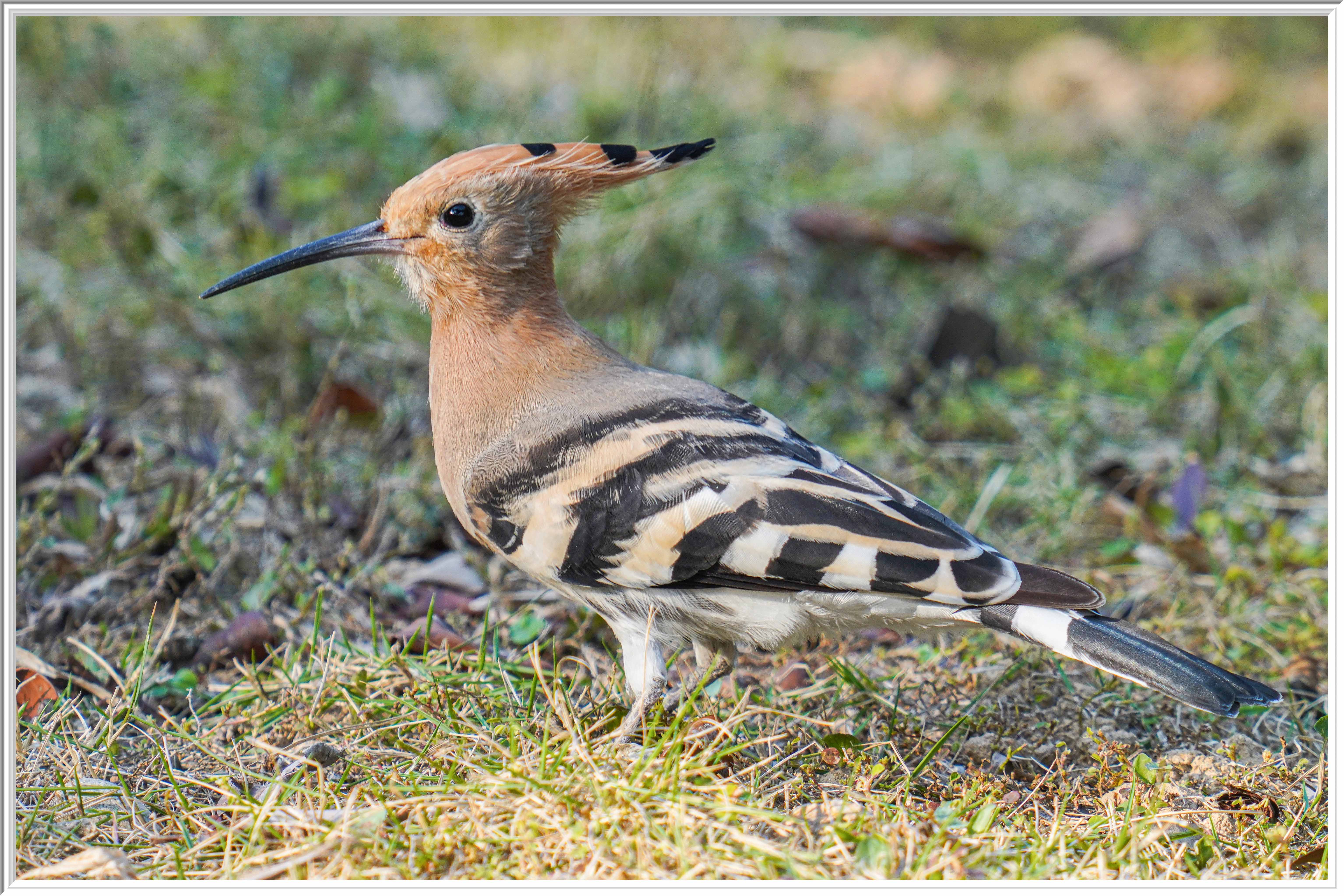 戴勝 (Eurasian Hoopoe) Feb 20 - 4.jpg