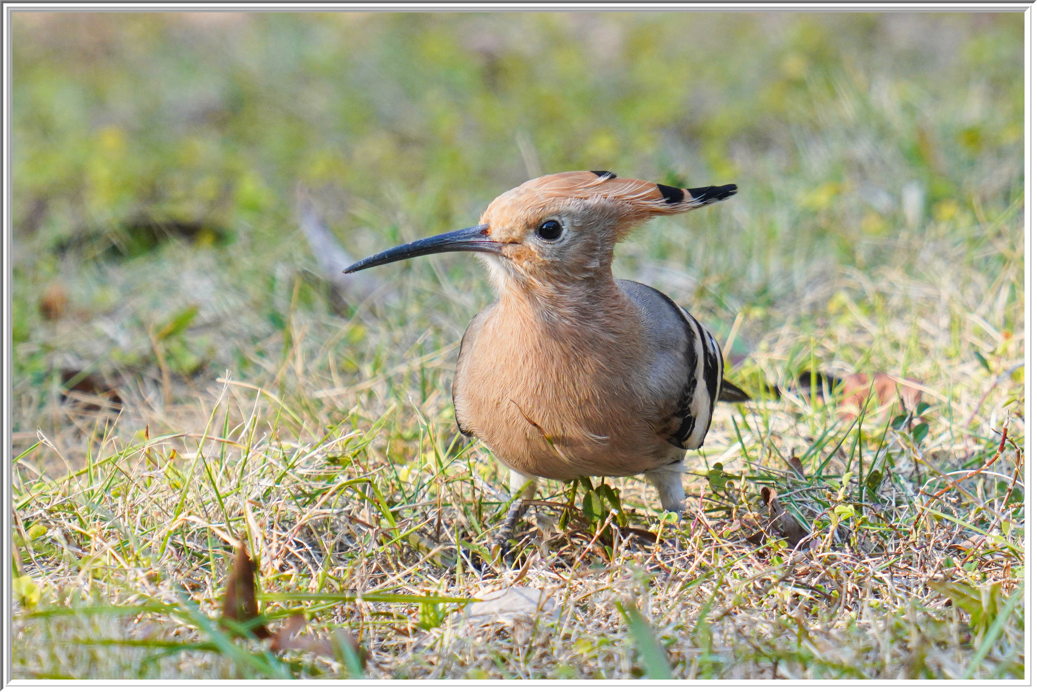 戴勝 (Eurasian Hoopoe) Feb 20 - 5.jpg