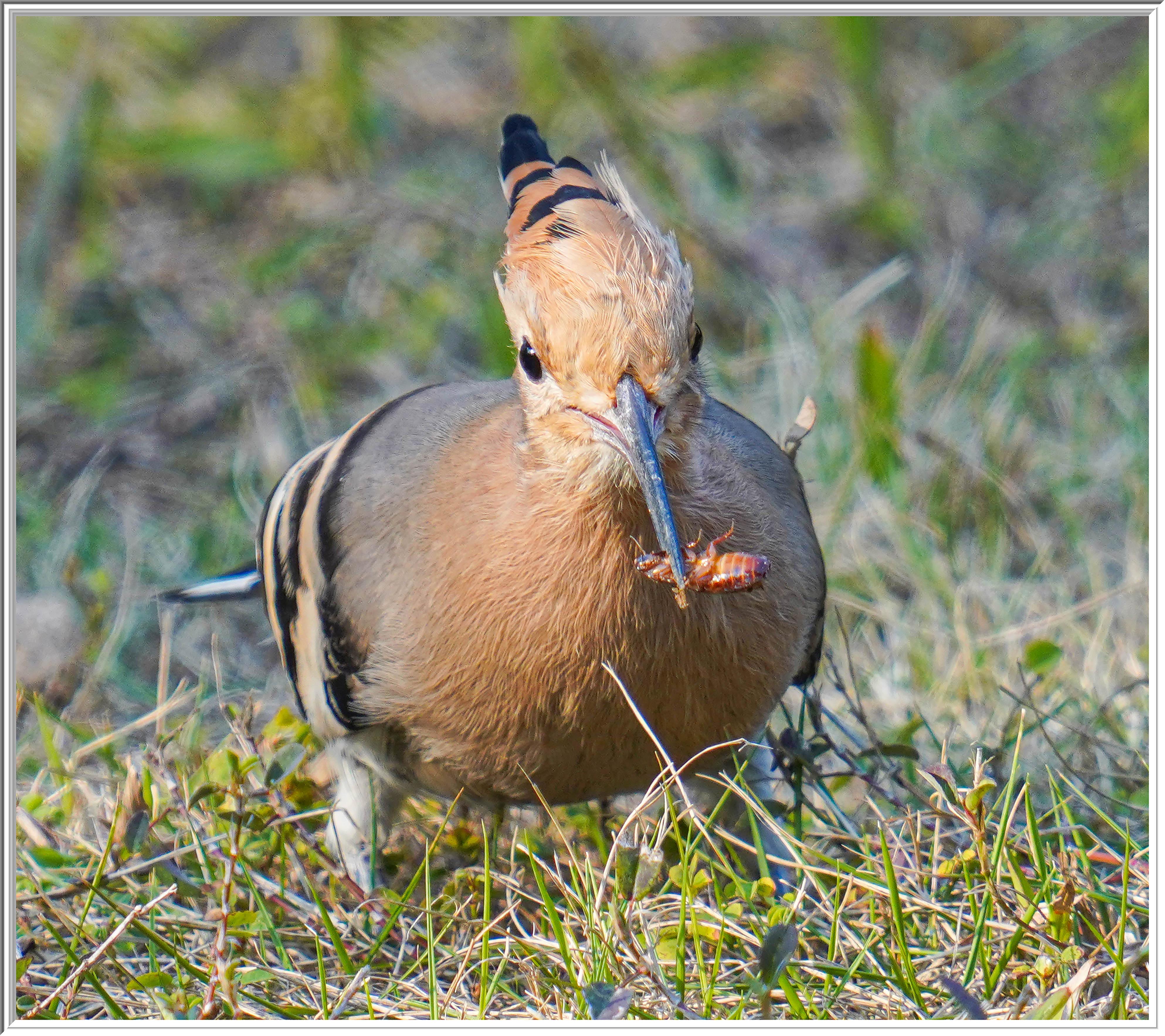 戴勝 (Eurasian Hoopoe) Feb 20 - 1.jpg