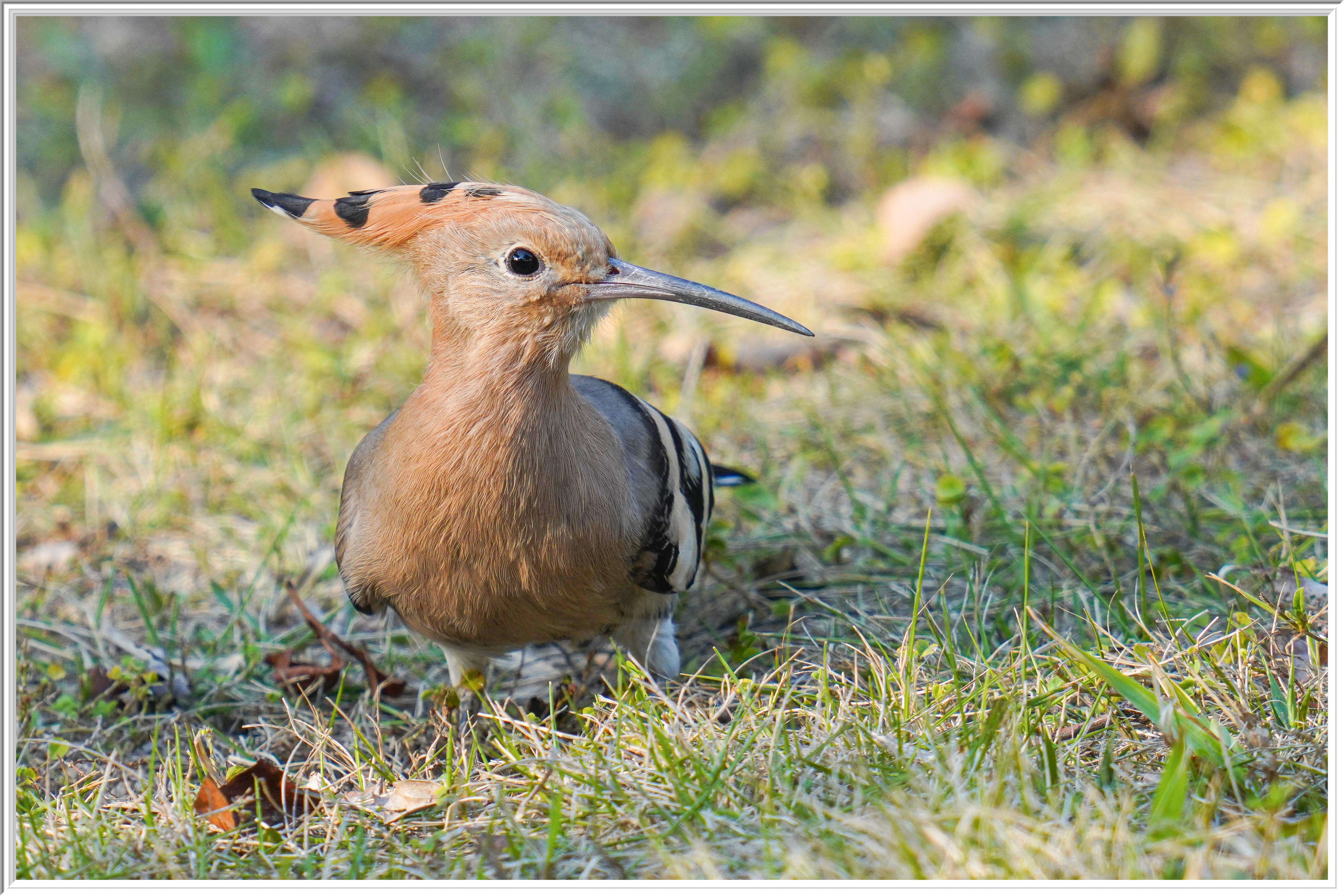 戴勝 (Eurasian Hoopoe) Feb 20 - 2.jpg