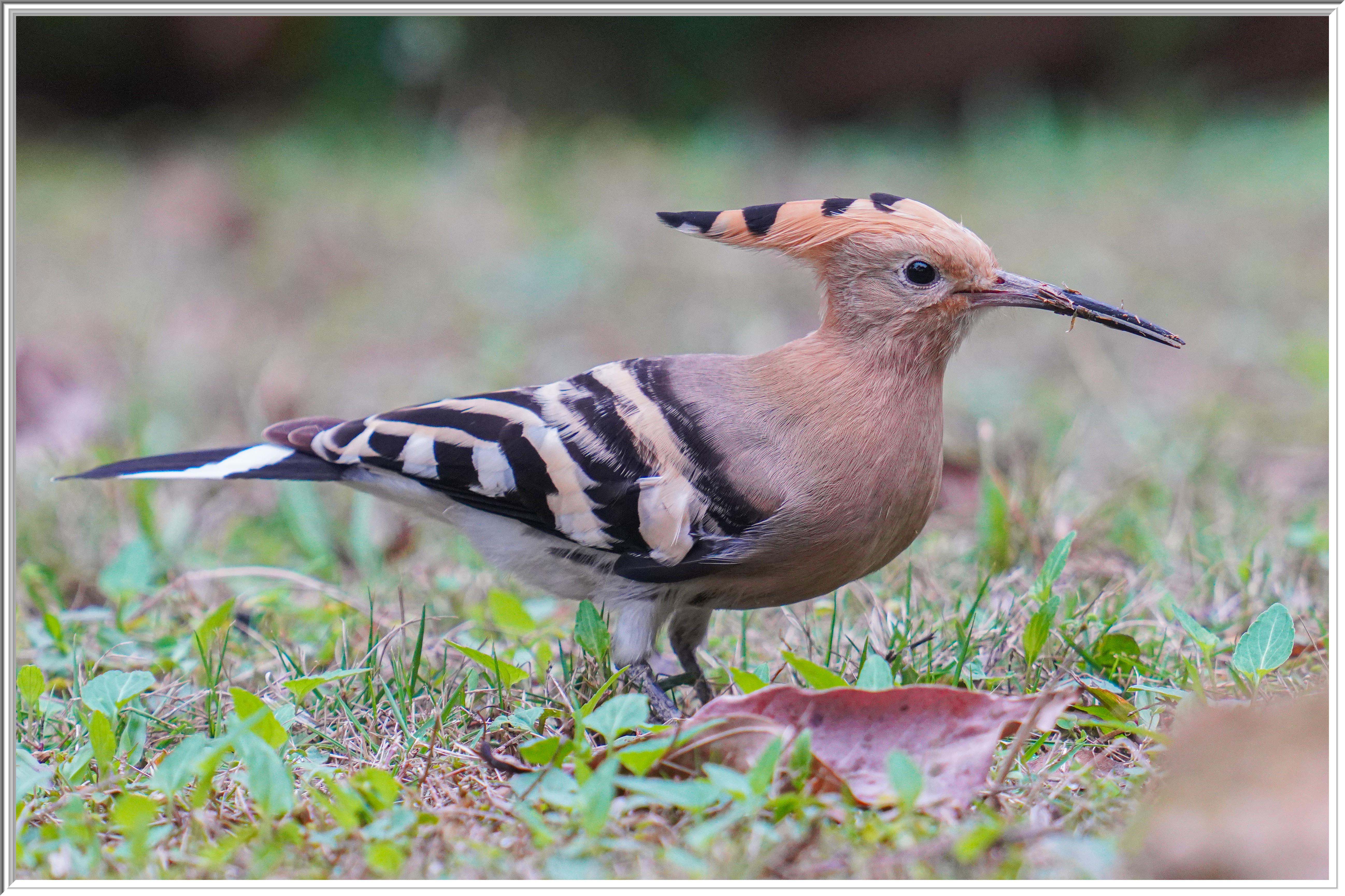 戴勝 (Eurasian Hoopoe) Mar 7 - 3.jpg