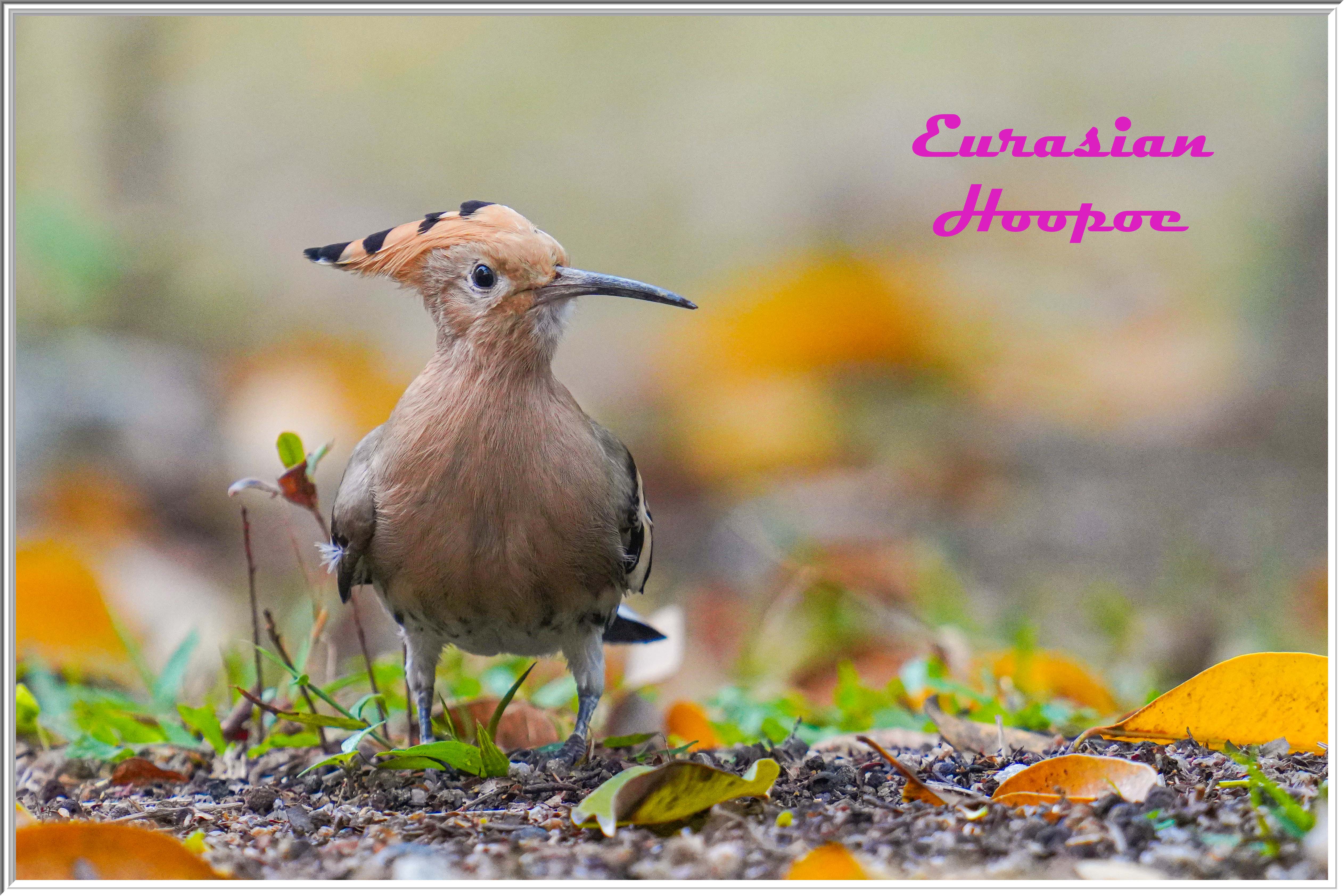 戴勝 (Eurasian Hoopoe) Mar 7 - 5.jpg