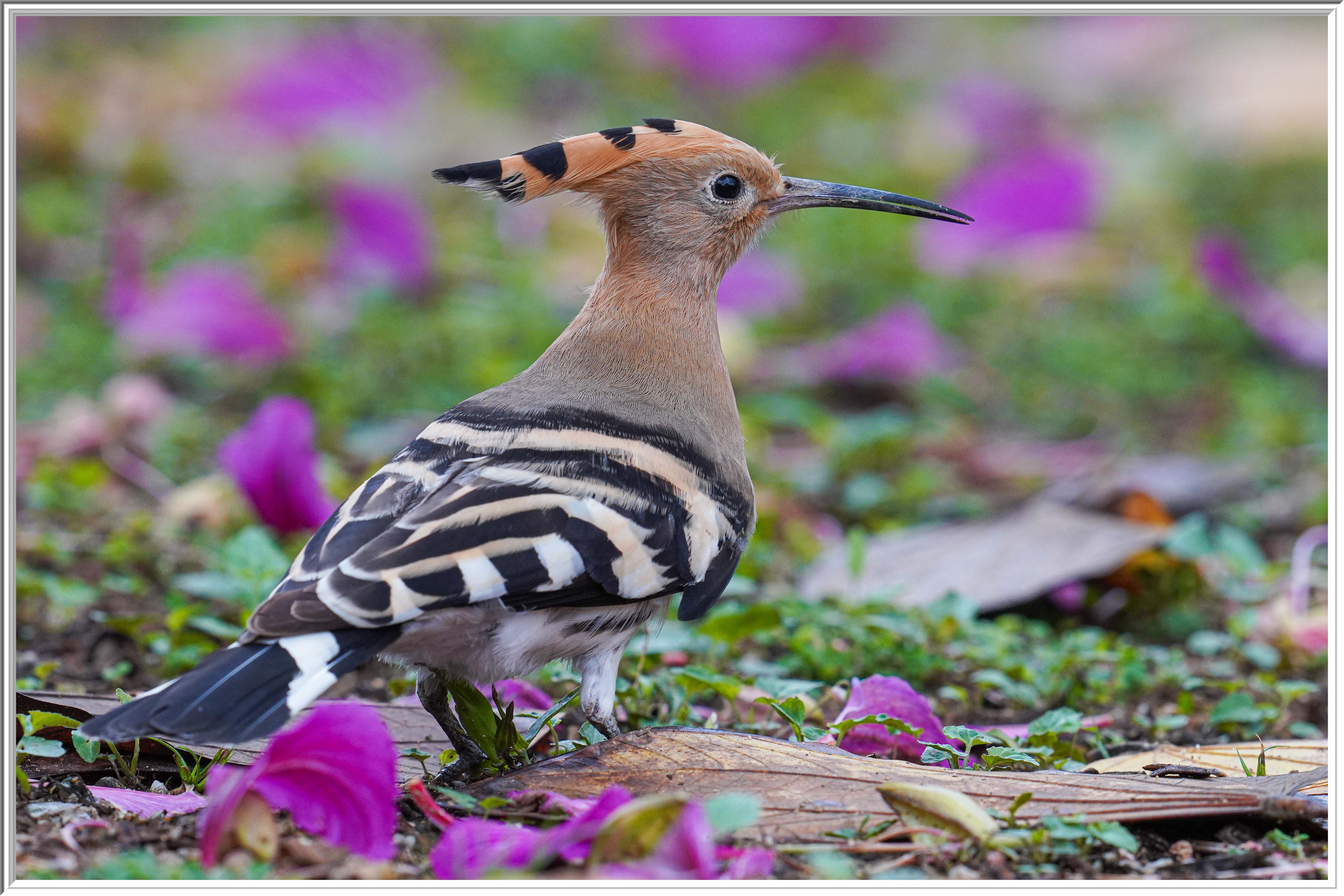 戴勝 (Eurasian Hoopoe) Mar 7 - 1.jpg