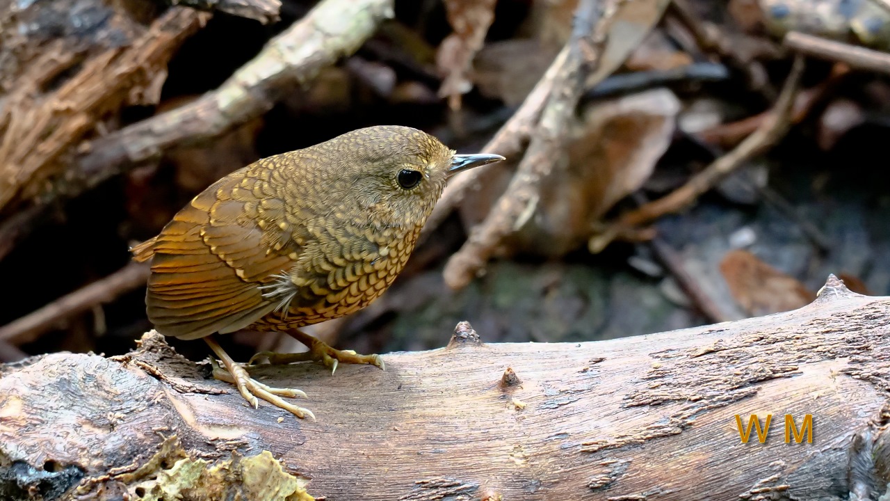 PygmyWrenBabbler1.jpg