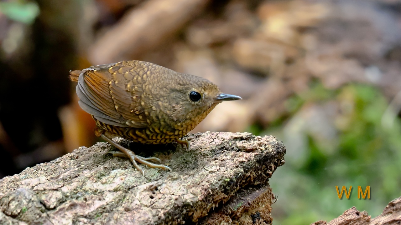 PygmyWrenBabbler2.jpg