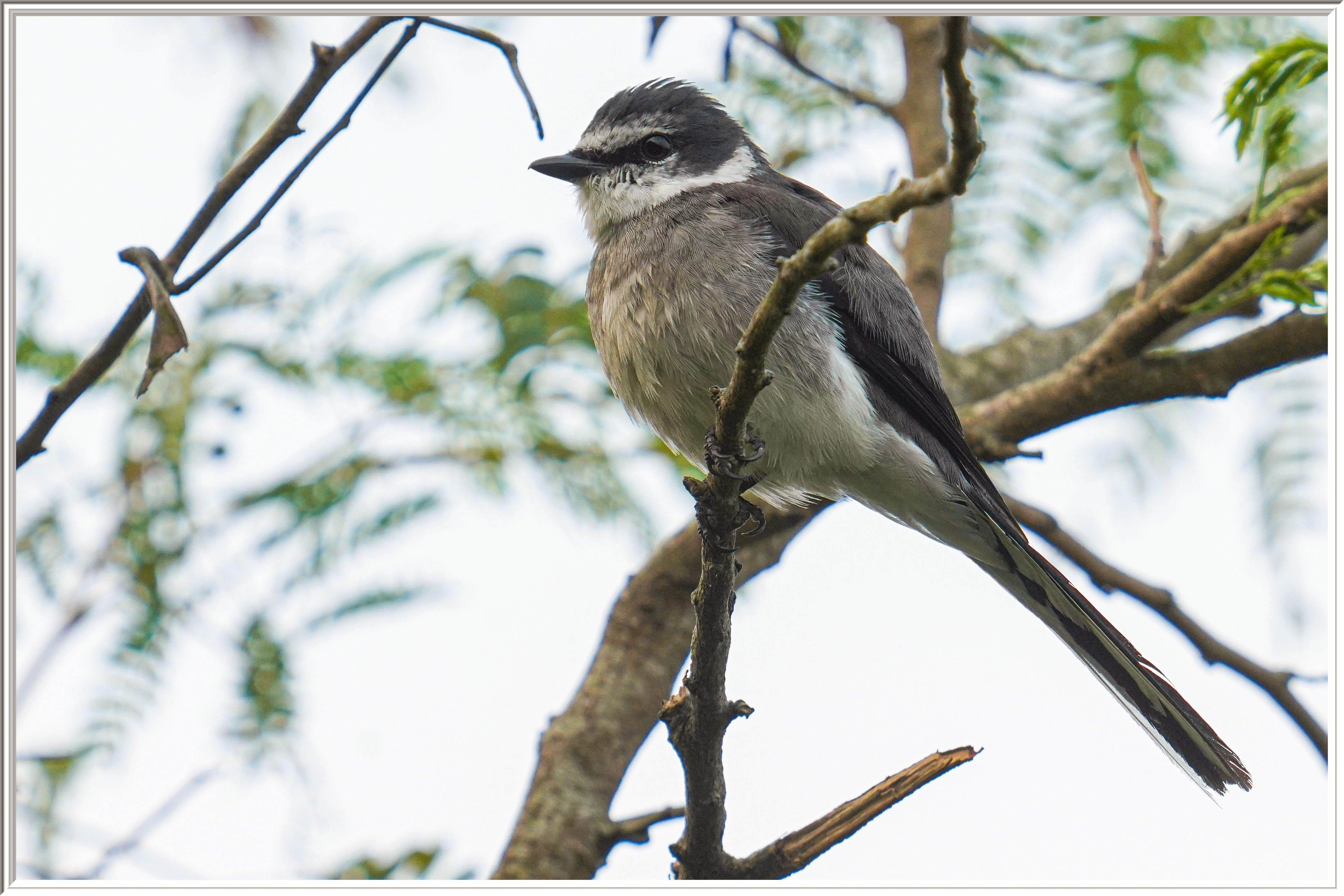 琉球山椒 (Ryukyu Minivet) - 2.jpg