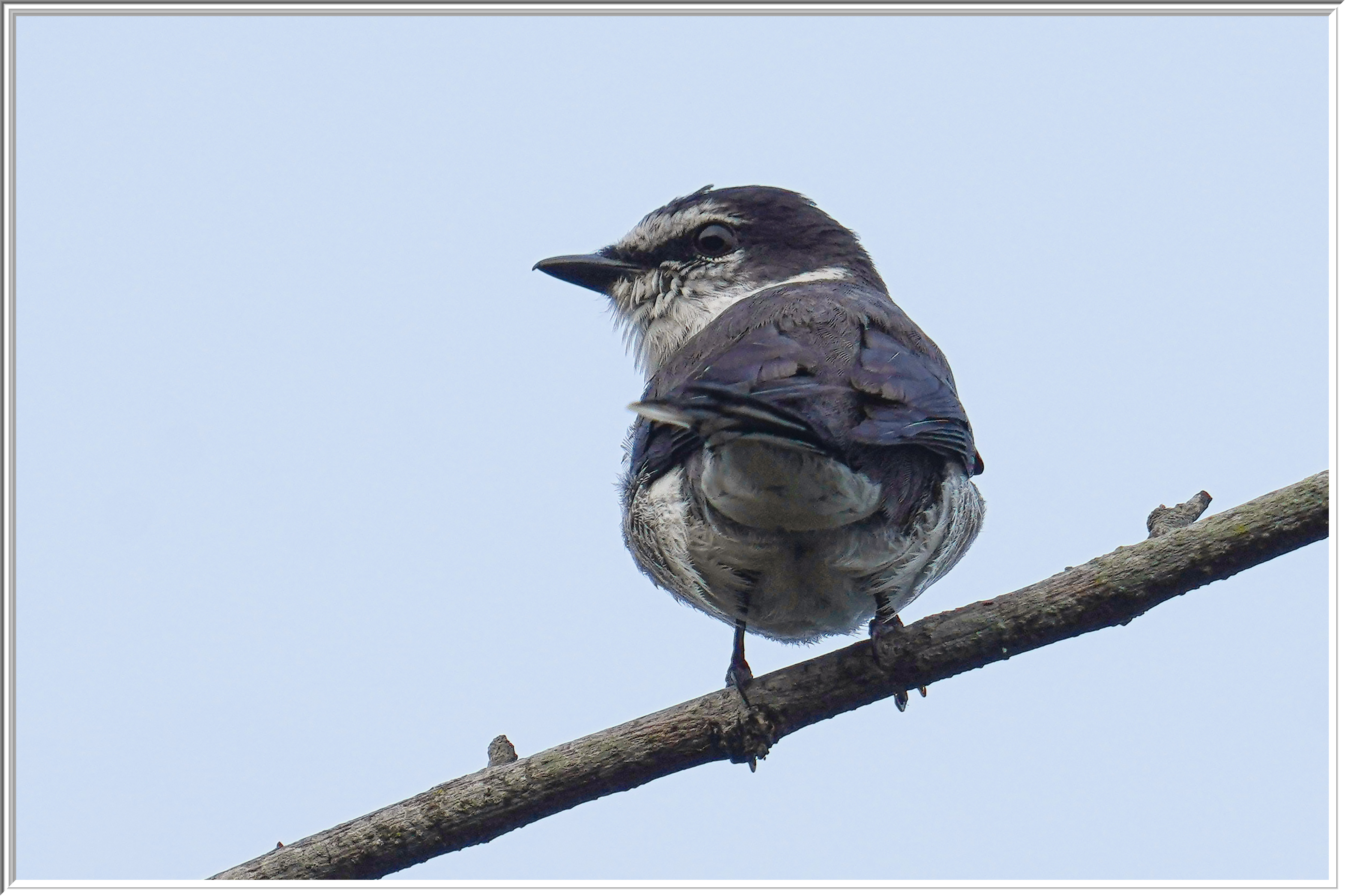 琉球山椒 (Ryukyu Minivet) - 4.jpg