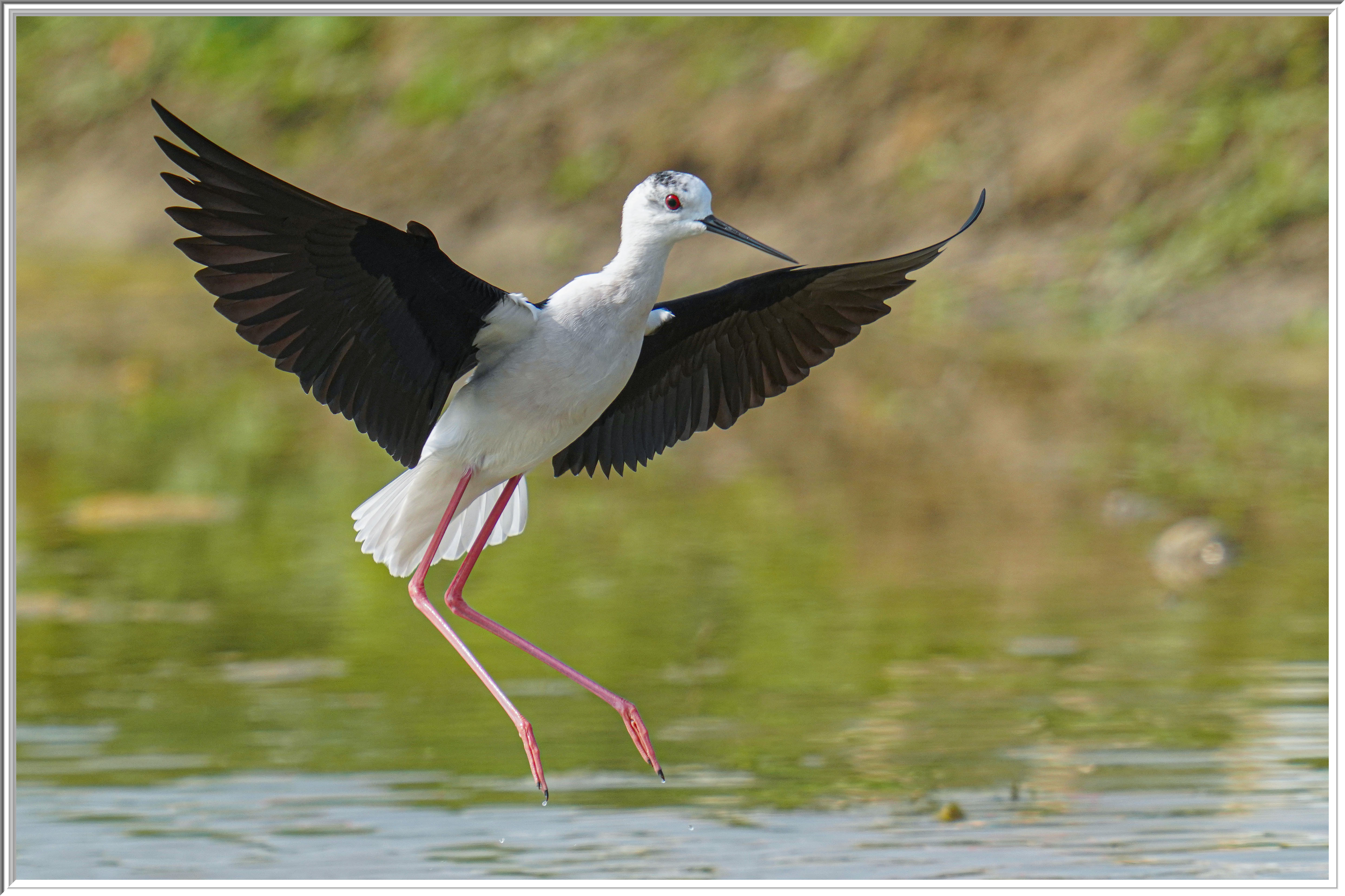 黑翅長脚鷸 (Black-winged Stilt).jpg