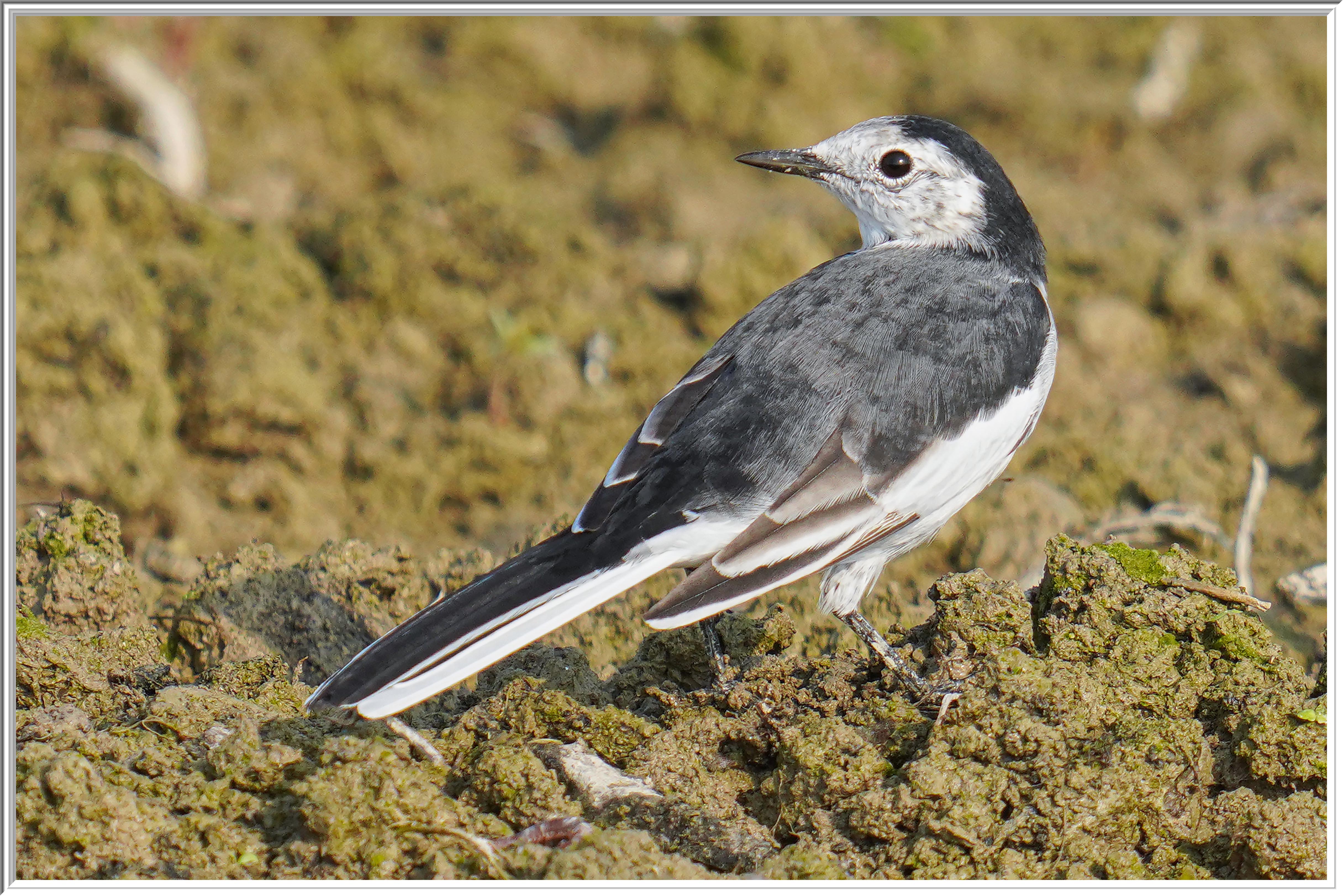 白鶺鴒 (White Wagtail) - 2.jpg