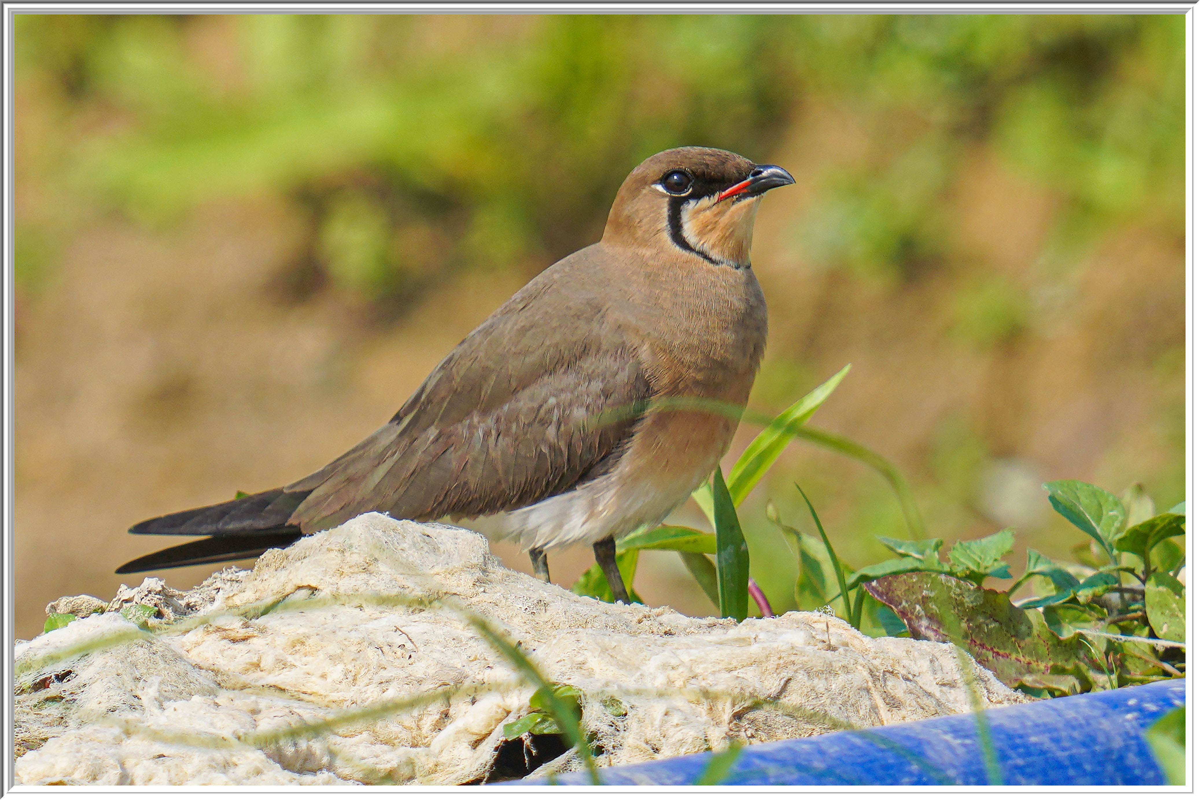 燕鴴 (Oriental Pratincole) - 1.jpg