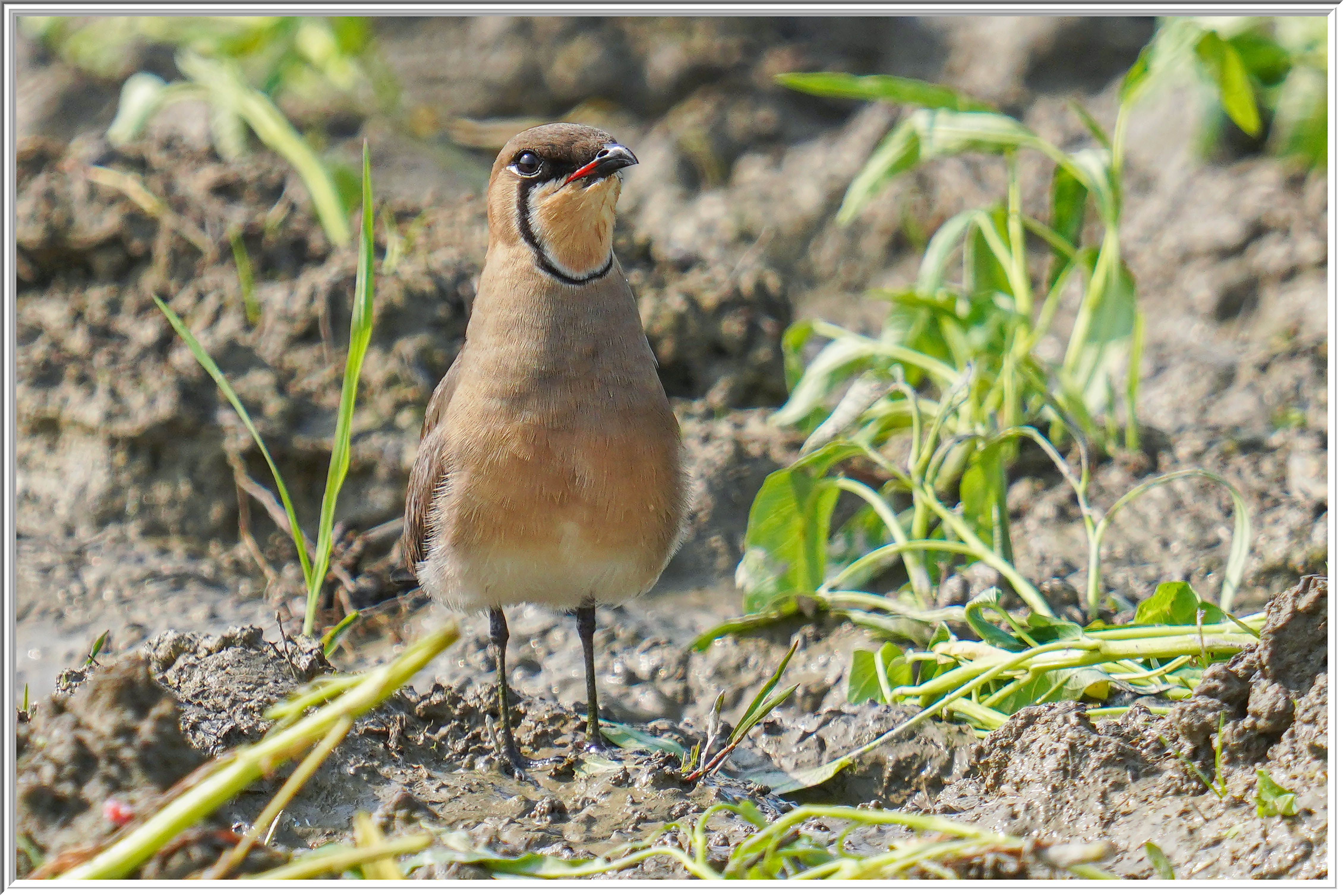 燕鴴 (Oriental Pratincole) - 3.jpg