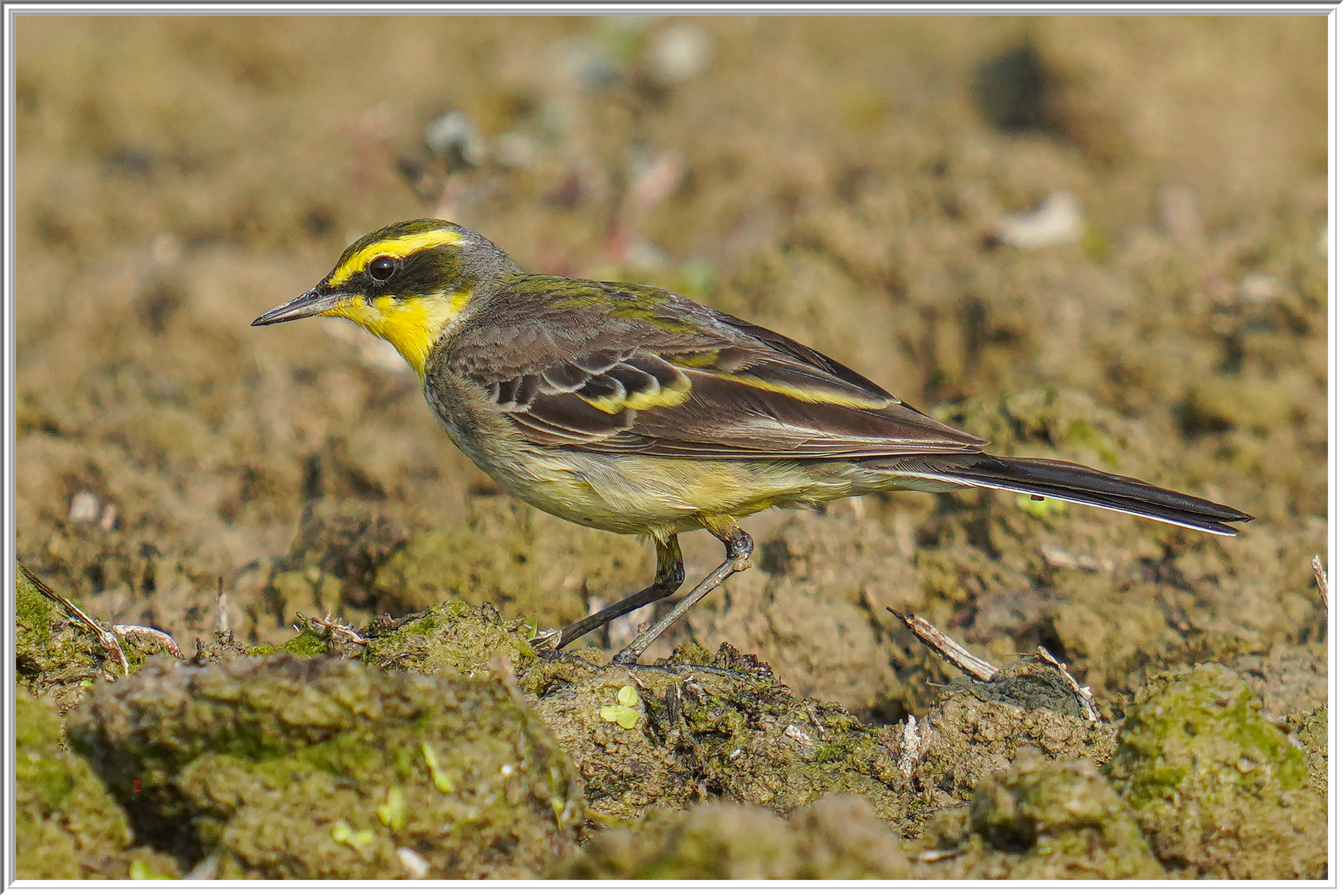 東黃鶺鴒 (Eastern Yellow Wagtail) - 1.jpg