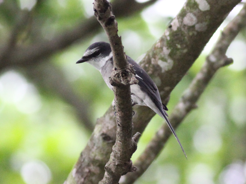 Ryukyu Minivet 210323.JPG