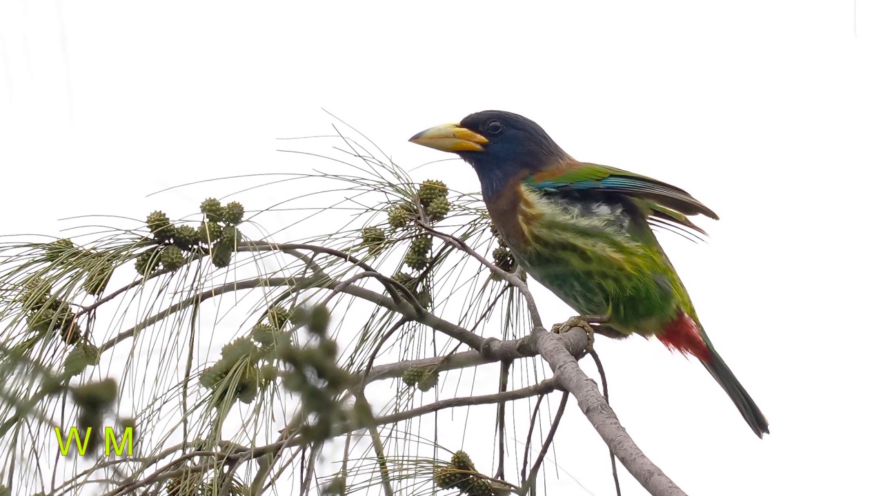 GreatBarbet2.jpg