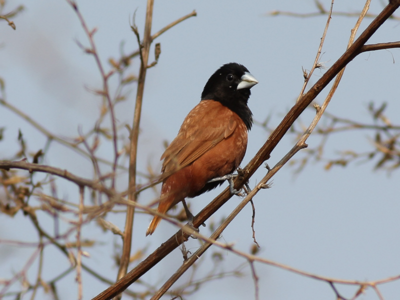 Chestnut Munia 210326.JPG