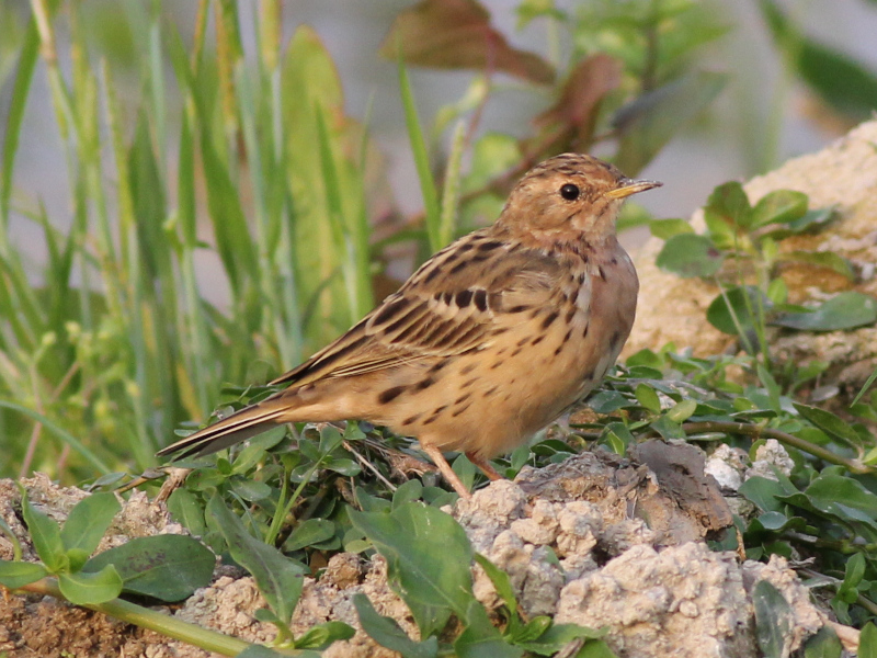 Red-throated Pipit 210326.JPG