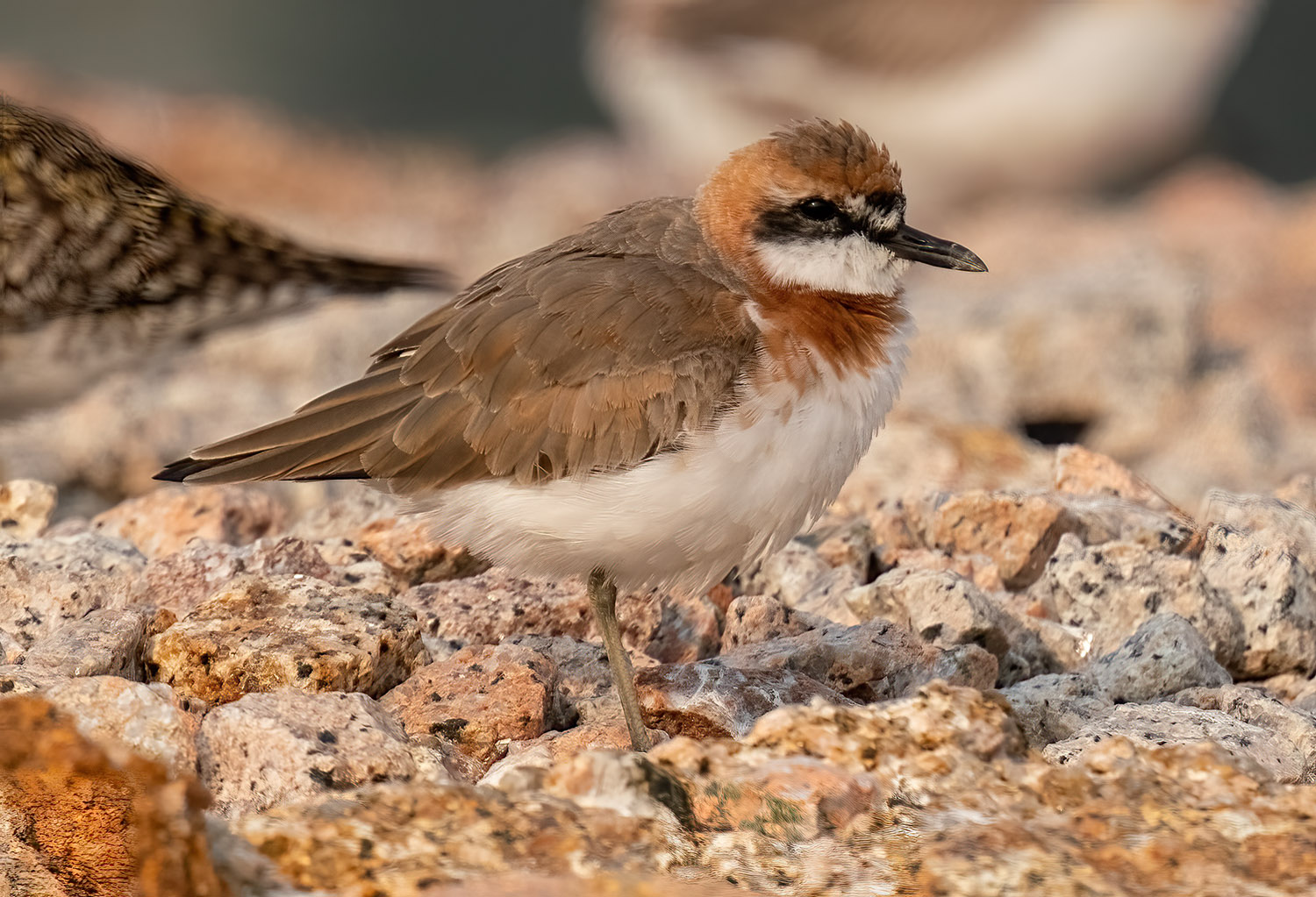 Greater Sand Plover DSC07380 D+S.jpg