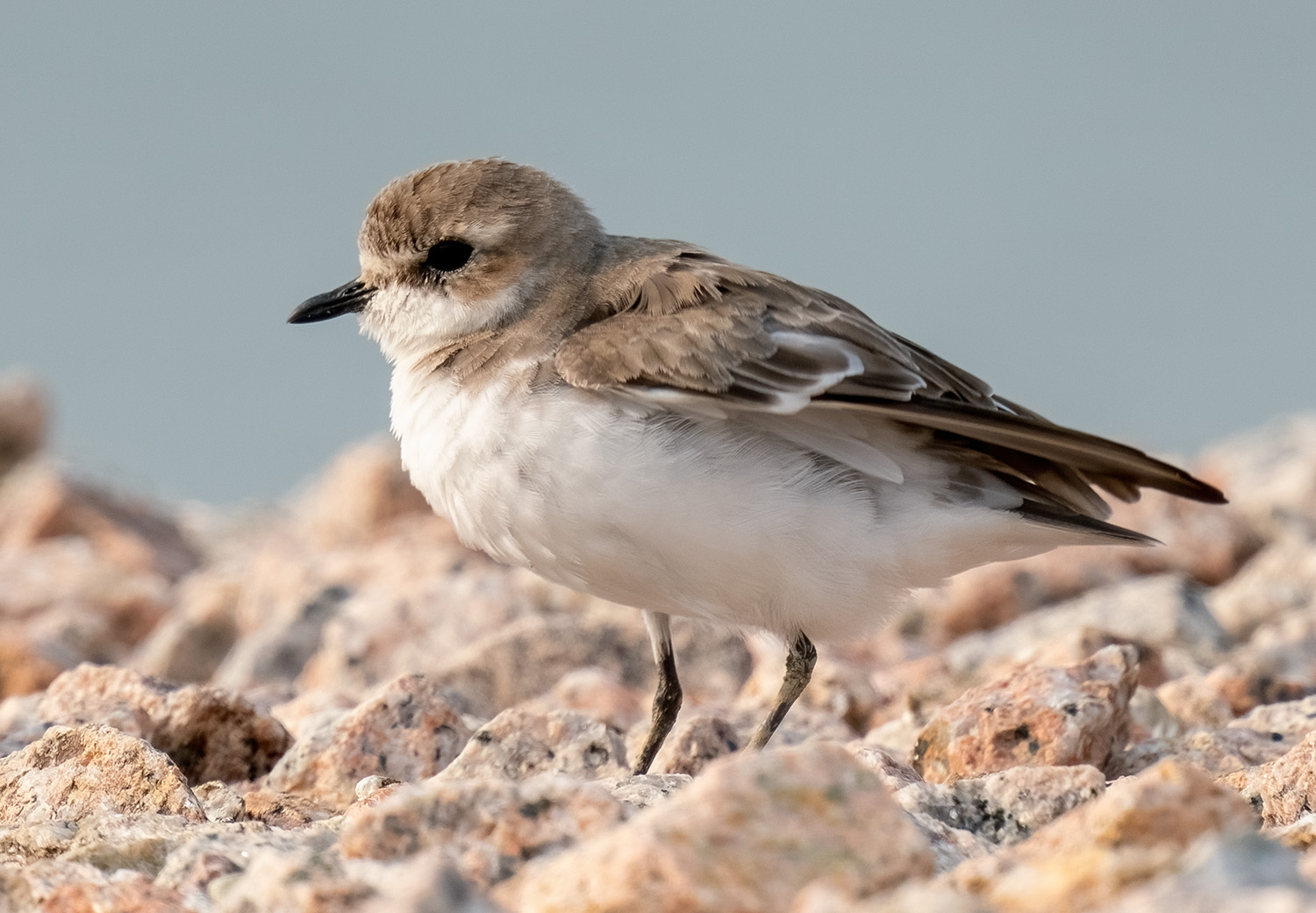 Lesser Sand Plover DSC07444 D.jpg