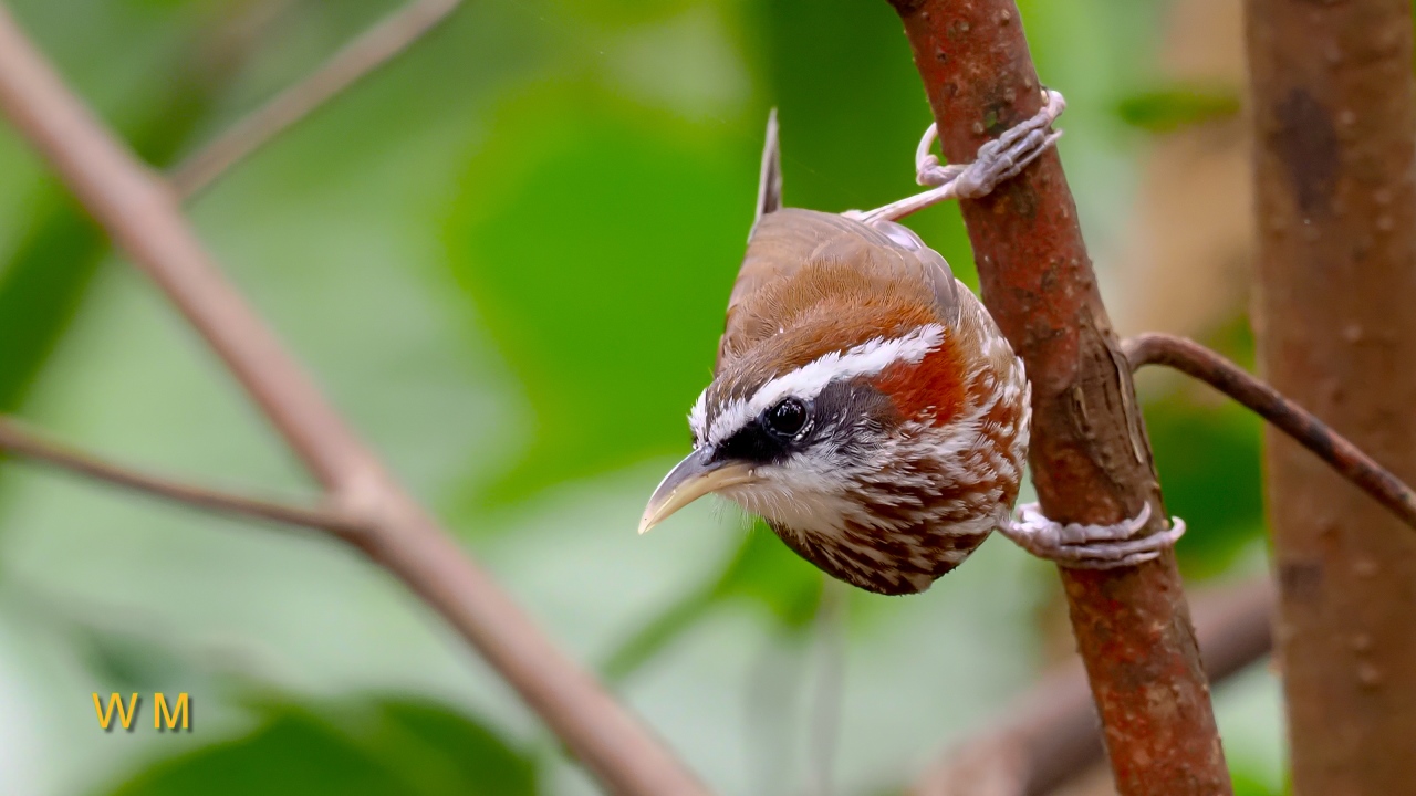 Streak-breastedScimitarBabbler3.jpg