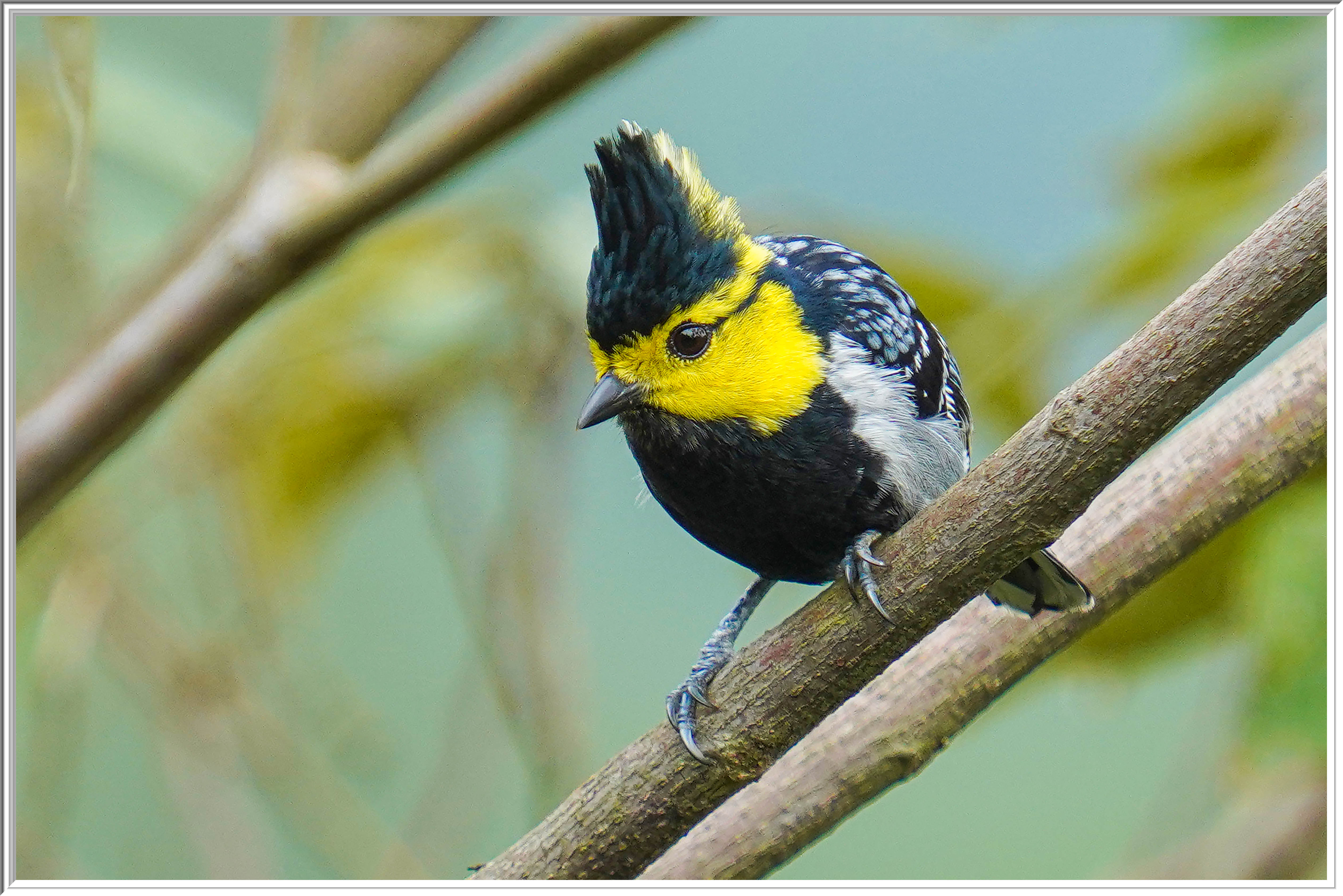 黃頰山雀 (Yellow-cheeked Tit) - 1.jpg