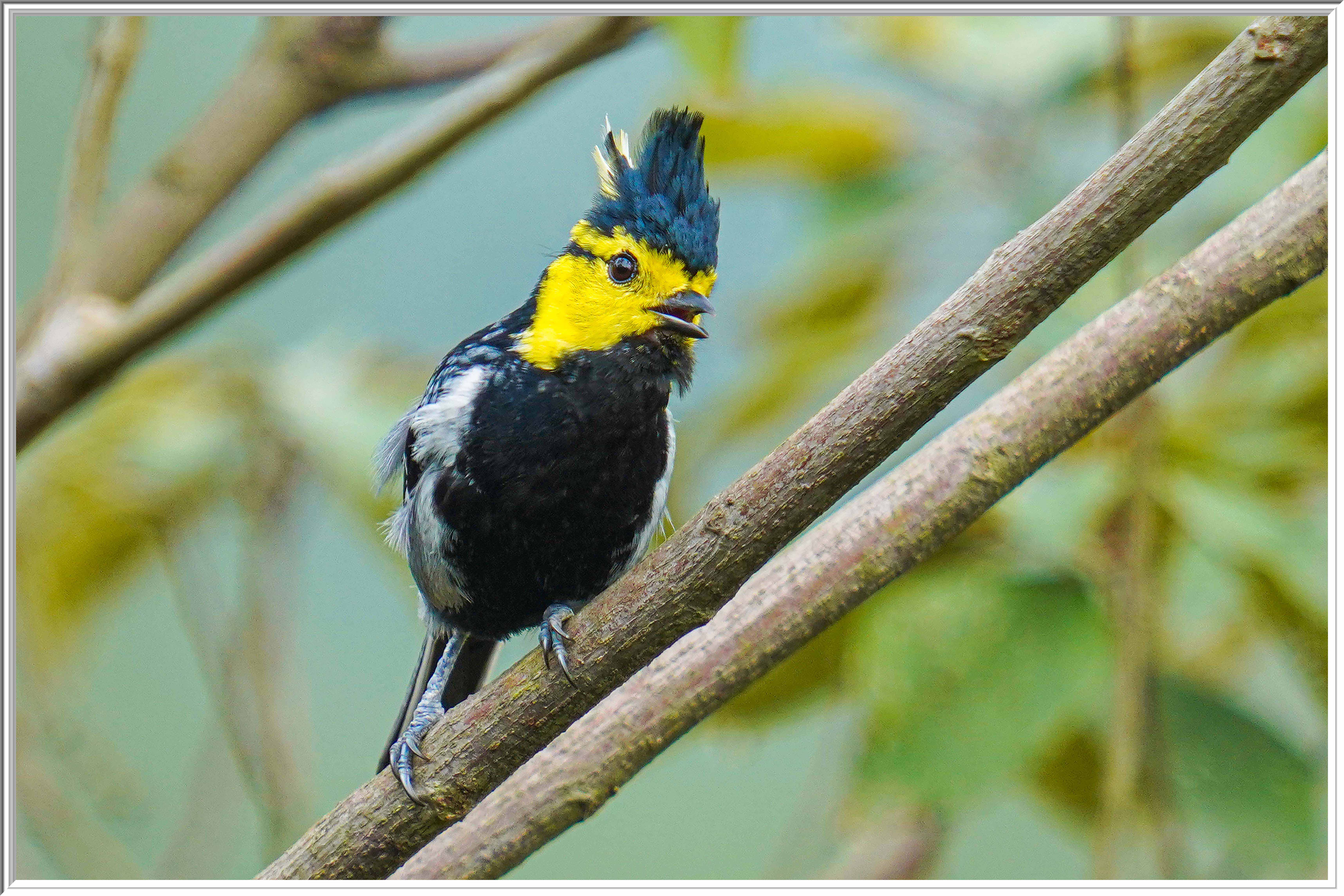 黃頰山雀 (Yellow-cheeked Tit) - 2.jpg