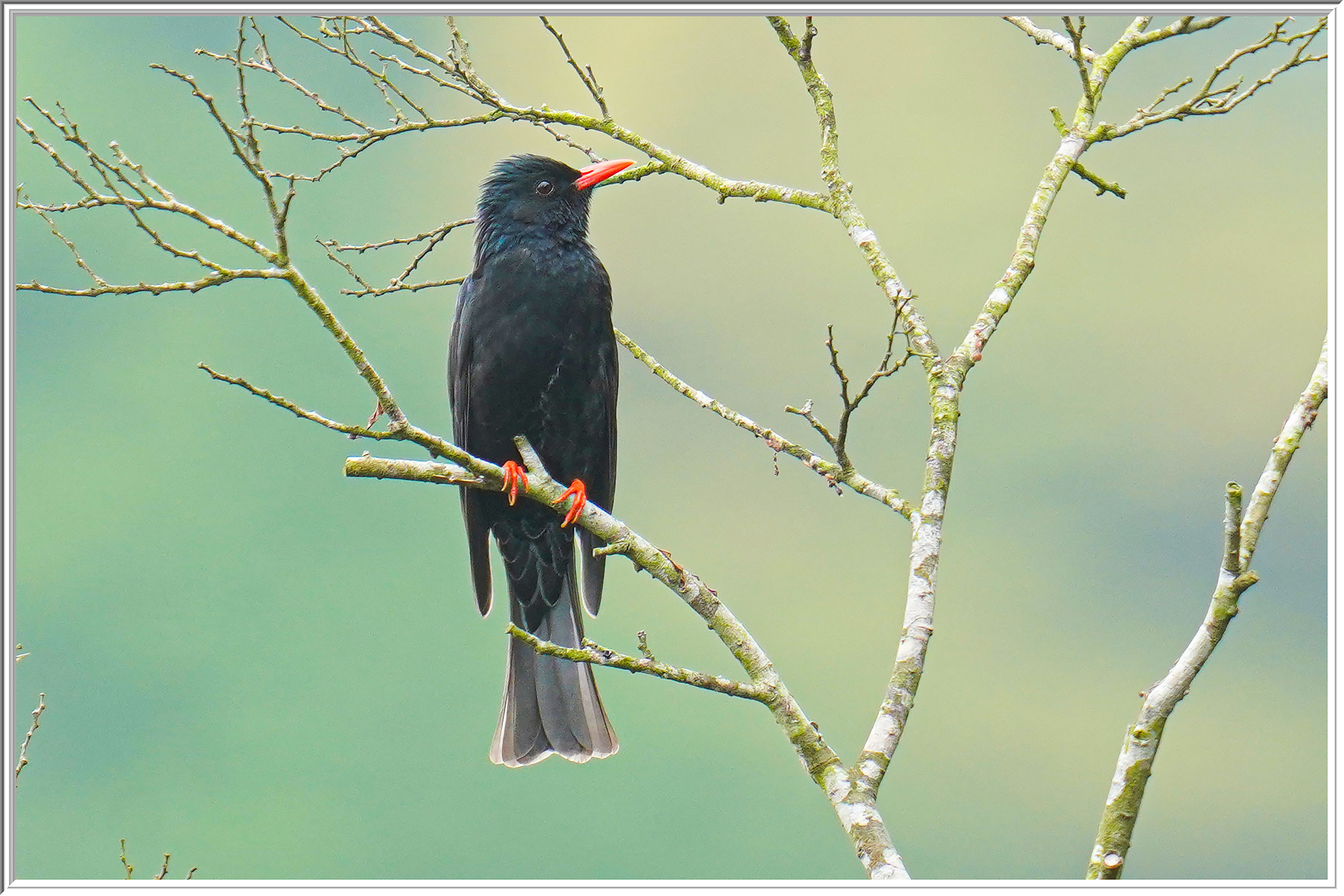 黑短脚鵯 (Black Bulbul) - 2.jpg