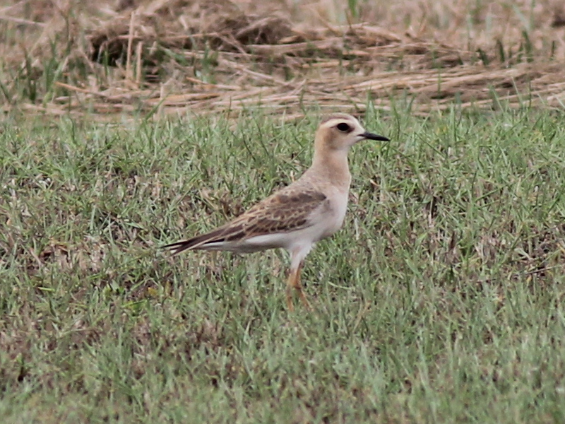 Oriental Plover [f] 210402.JPG