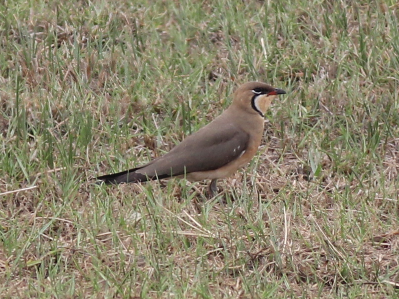 Oriental Pratincole 210402.JPG