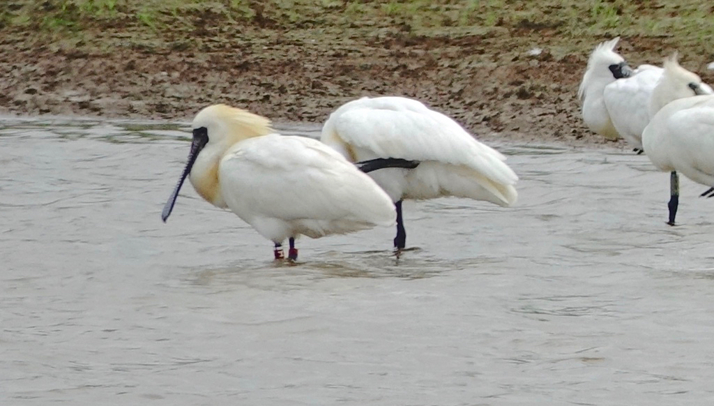 DSC00020 BF Spoonbill Hxx @ San Tin 21 Mar 2021.jpg