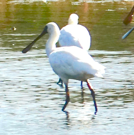 DSC09397 BF Spoonbill K or Y 74 @ San Tin 10 Jan 2021 .jpg