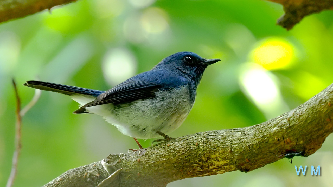 HainanBlueFlycatcher2.jpg