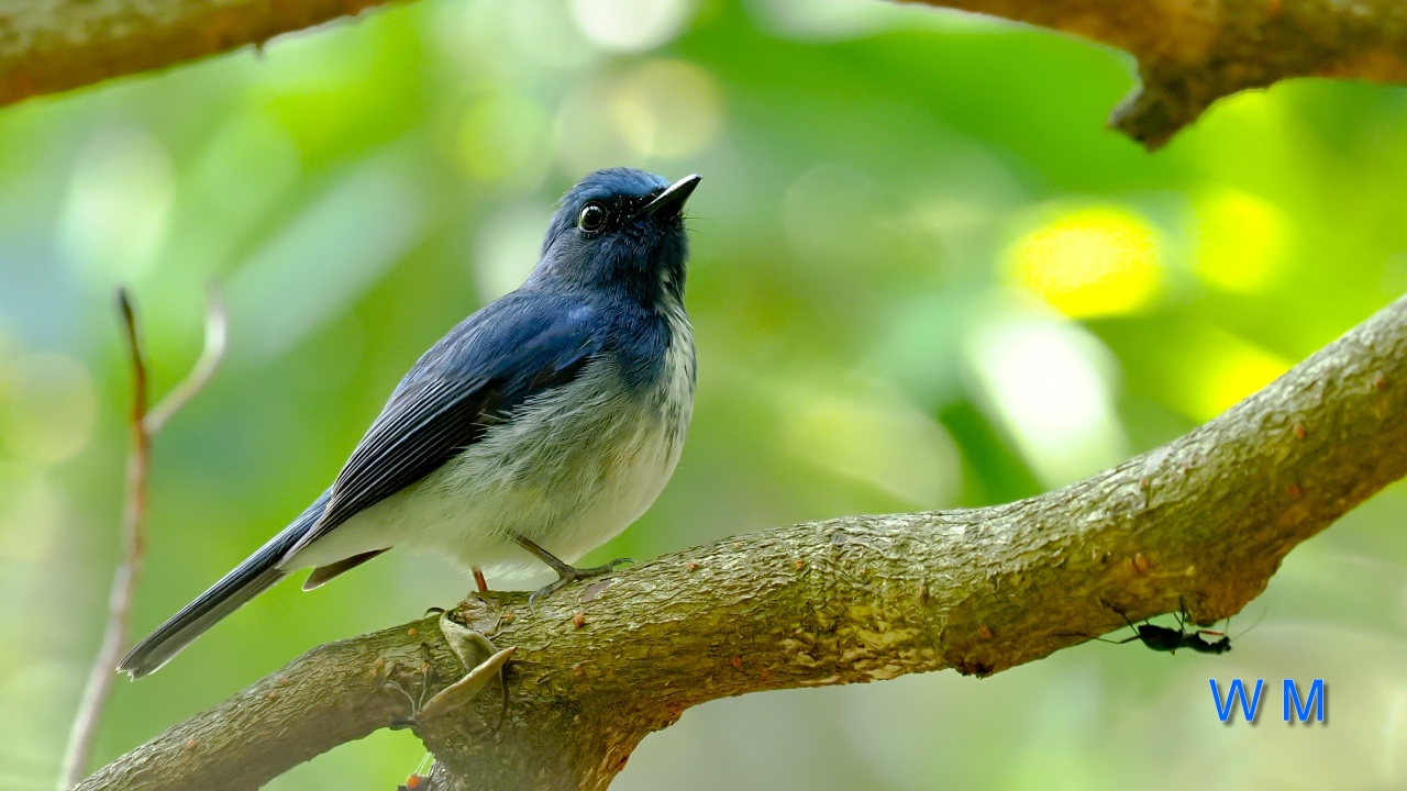 HainanBlueFlycatcher4.jpg