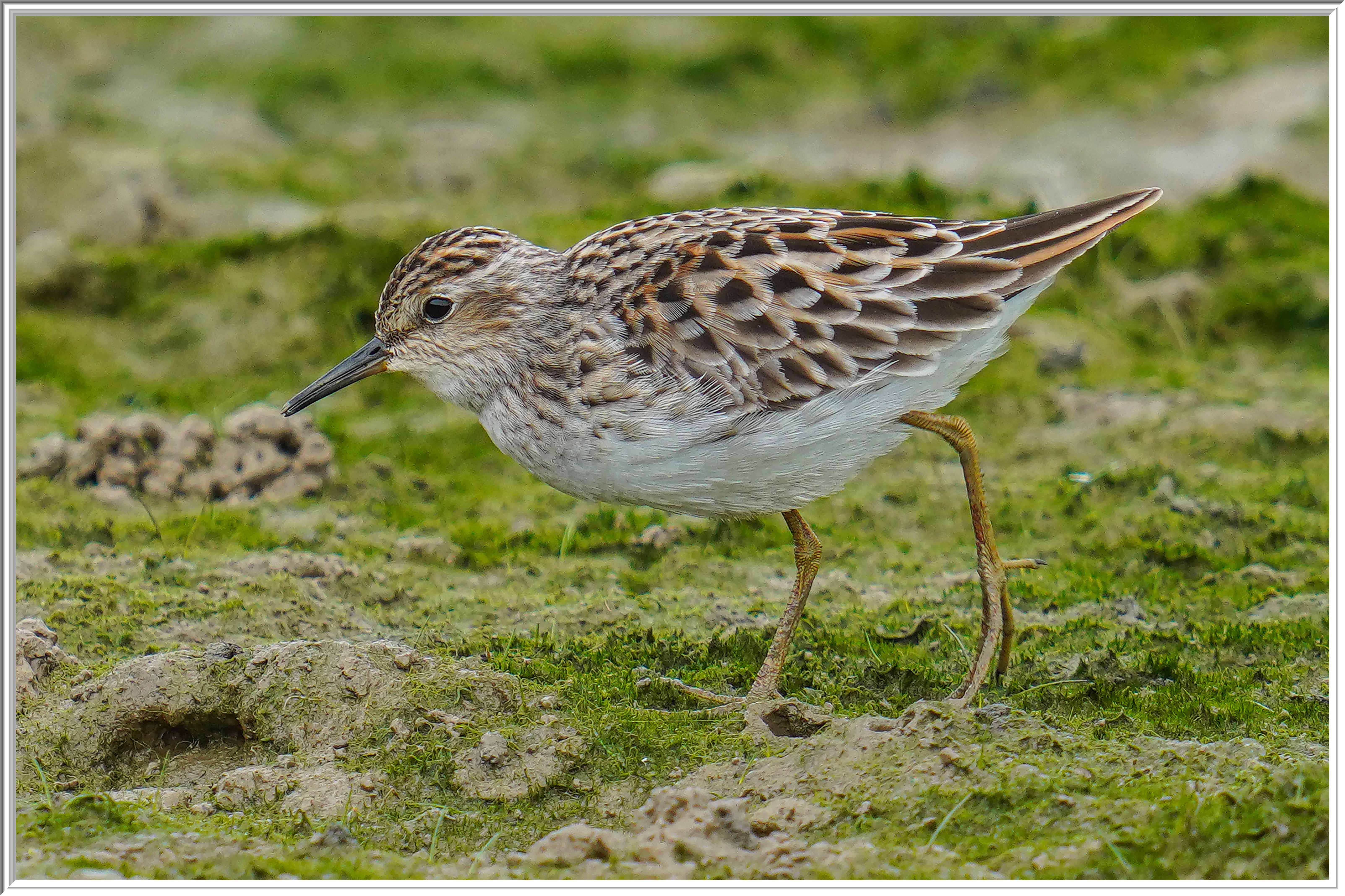 長趾濱鷸 (Long-toed Stint).jpg