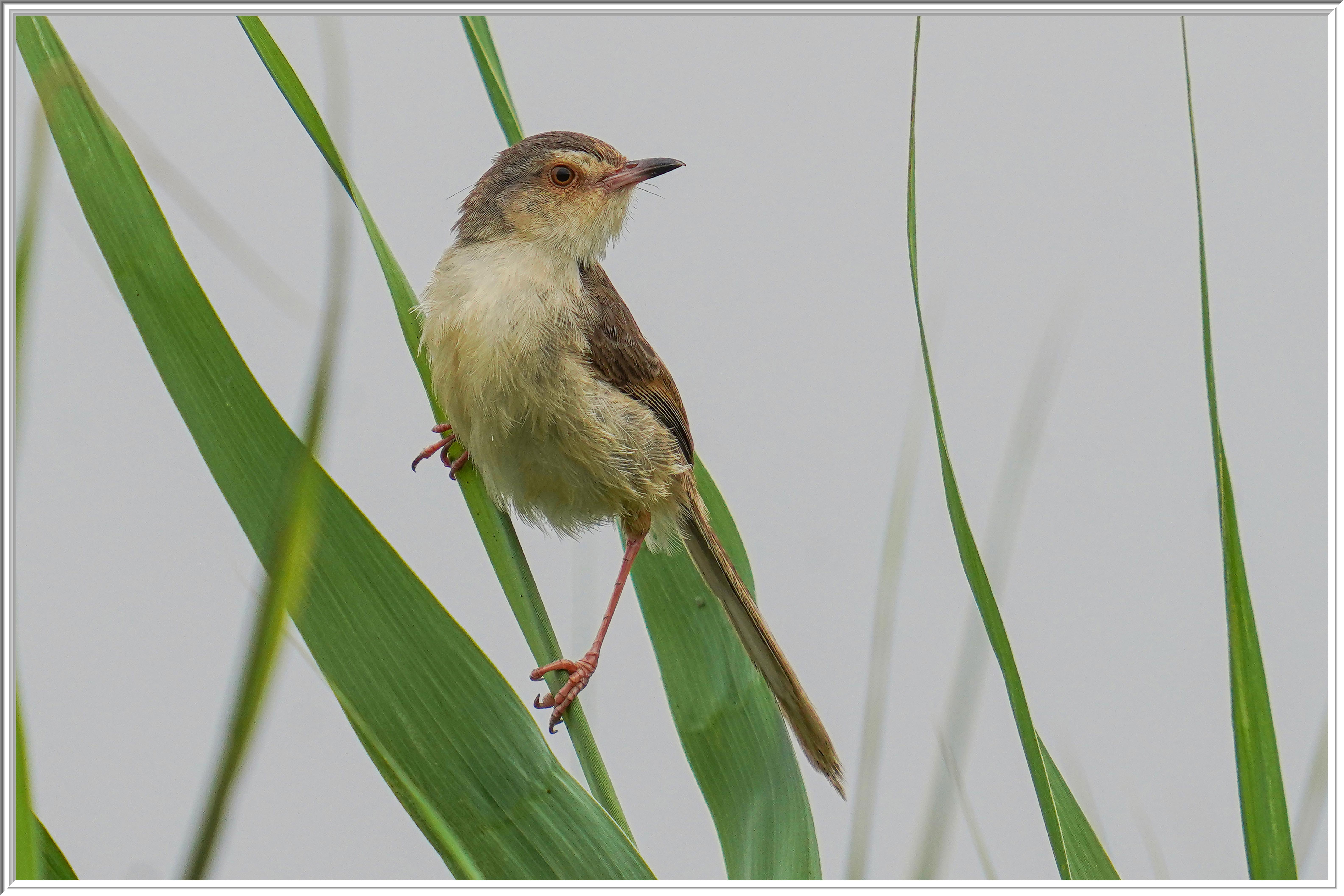 黃腹山鷦鶯 (Yellow-bellied Prinia).jpg