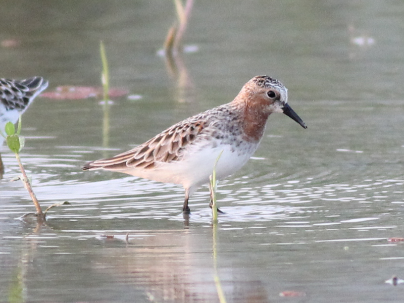 Red-necked Stint.JPG