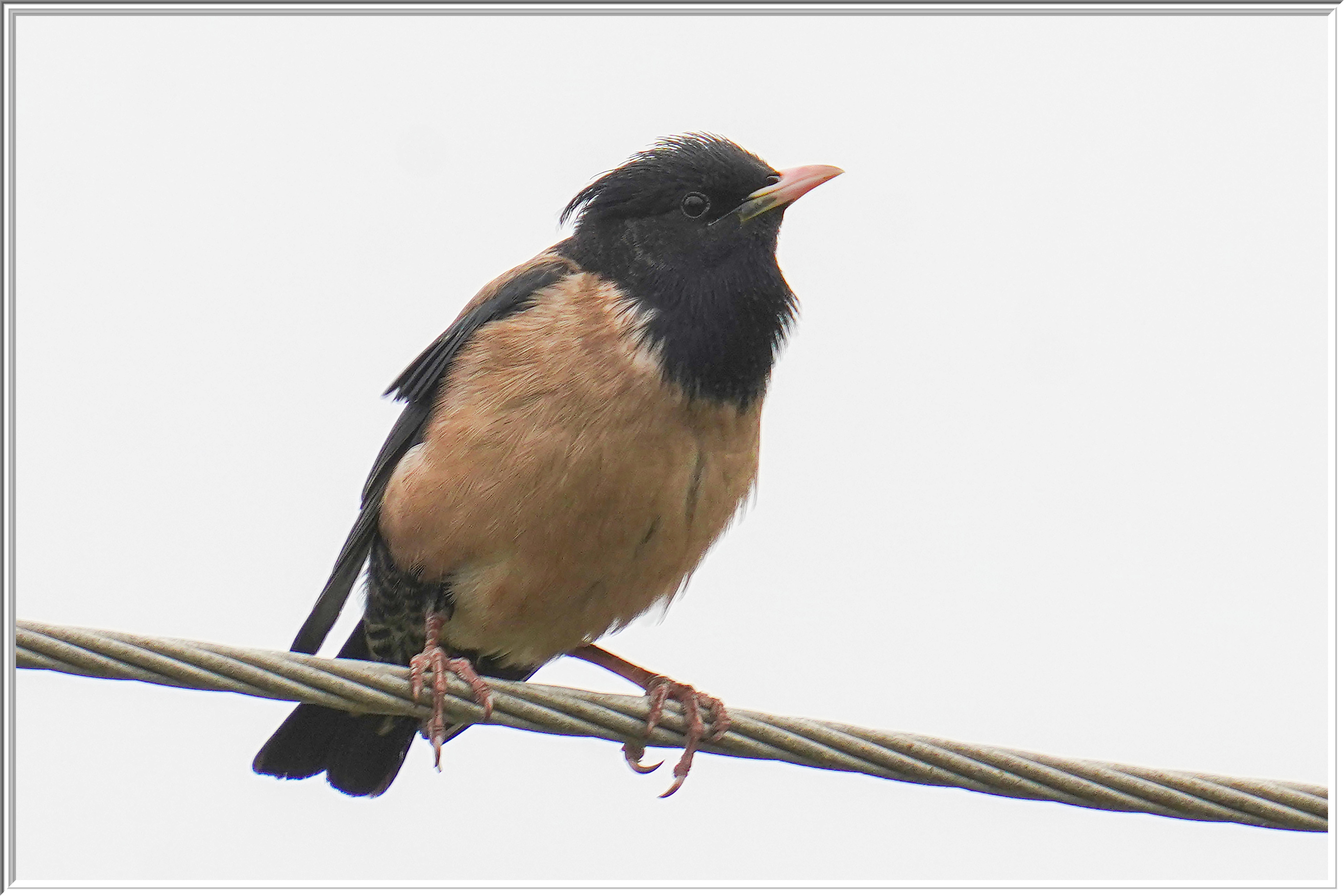 粉紅椋鳥 (Rosy Starling) Apr 9.jpg