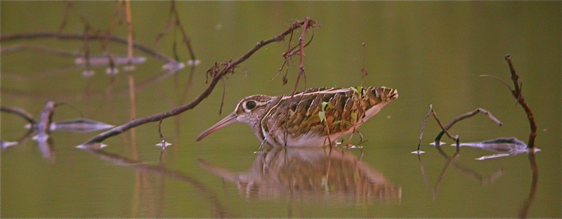 DSCN8845 GP-S dusk juv bf.jpg