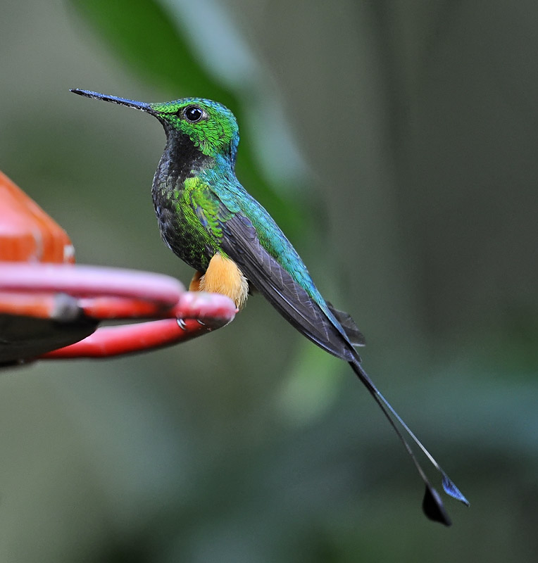 booted racket-tail_DSC7997.jpg