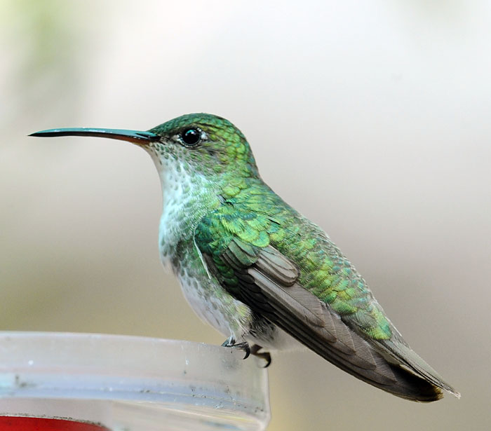 green and white hummingbird_DSC6927.jpg