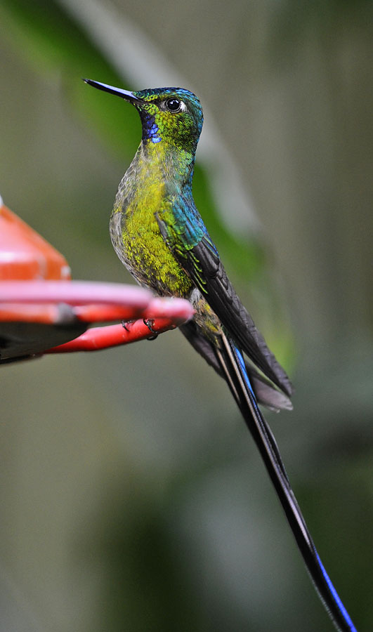 long tailed sylph male_DSC7954.jpg