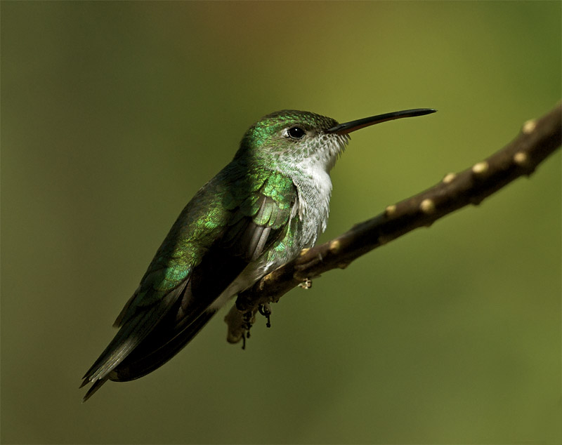hummingbird_DSC7757.jpg